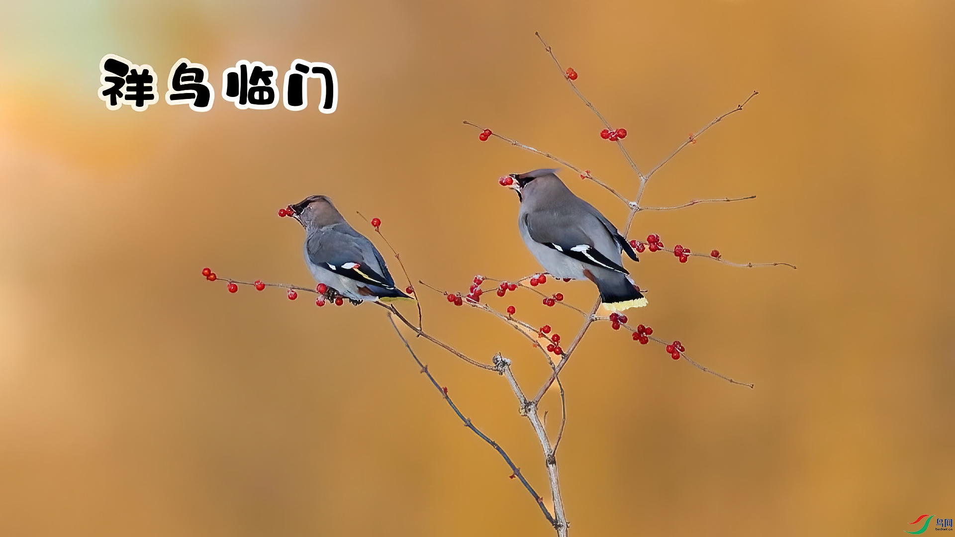 ��������-���� ����.jpg