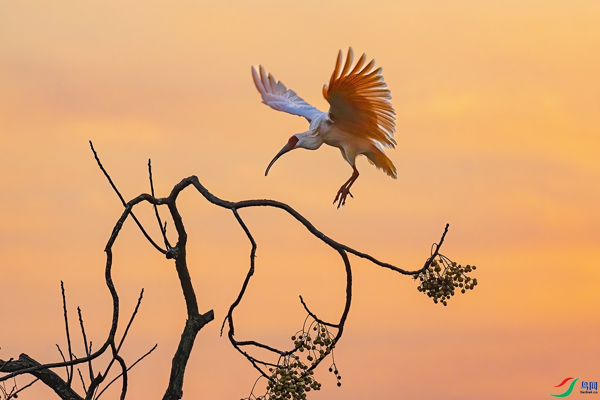 11.26�����ƺ���ʦ��Ʒ   ���q  ��ף���ٻ��Ա������.jpg