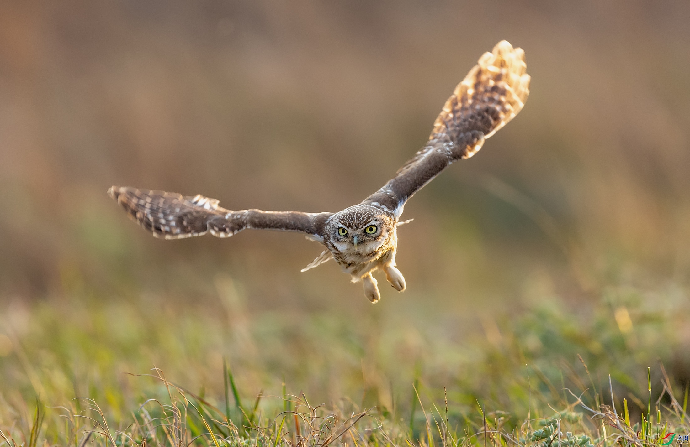 ���Ƹ�С�^