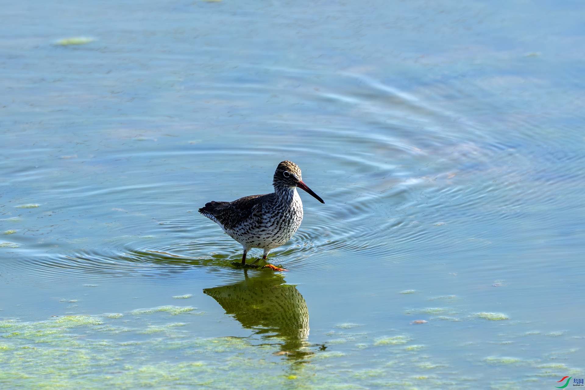 DSC02246 ����.jpg