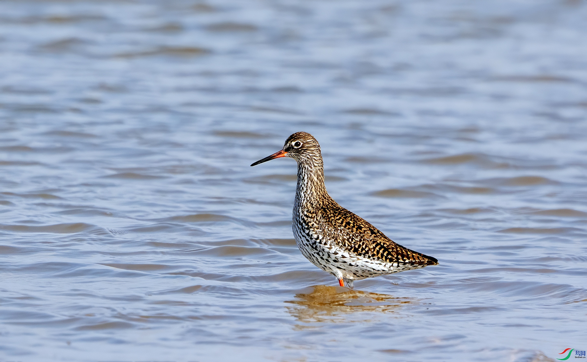 DSC03133 ����.jpg