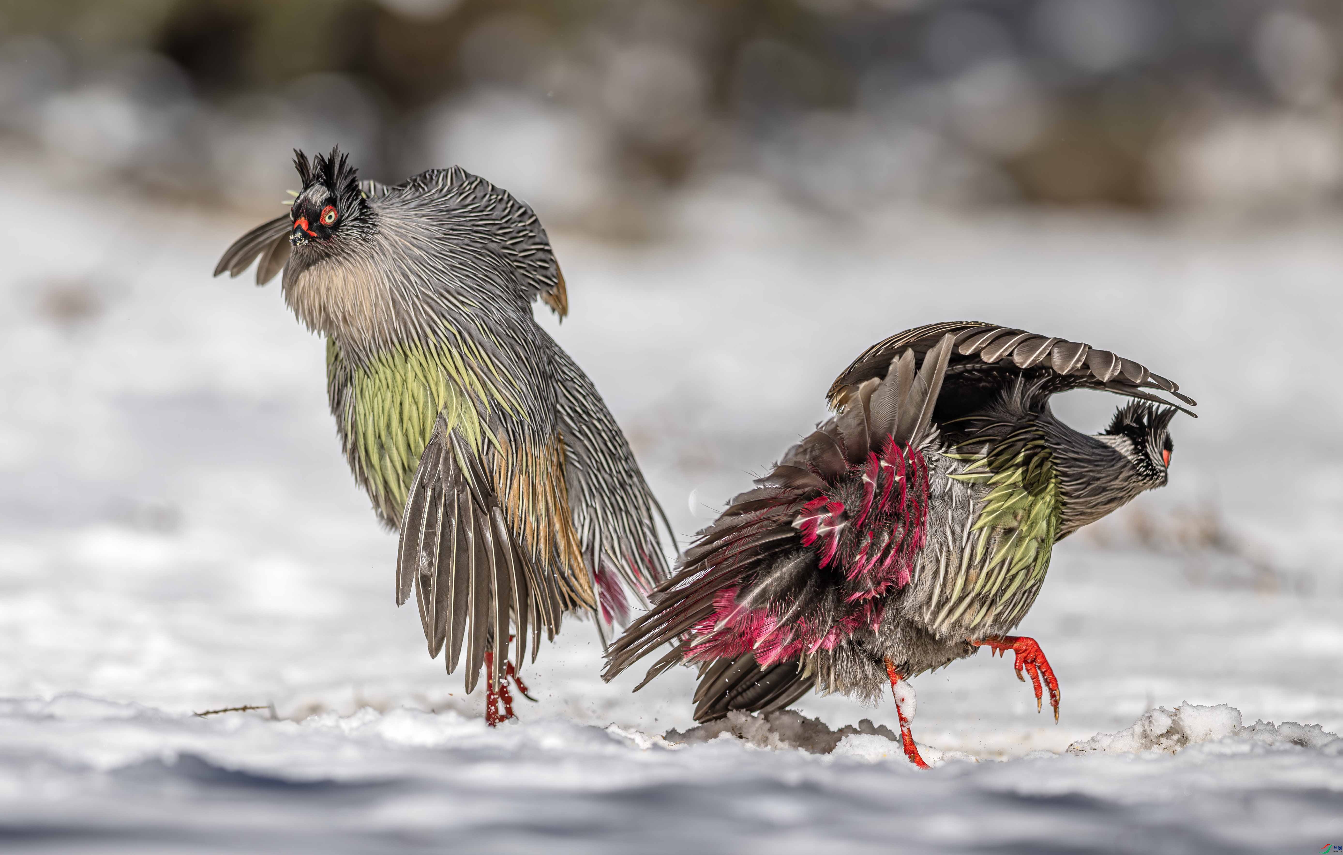 DSC_6072-����ǿ-NR ����.jpg