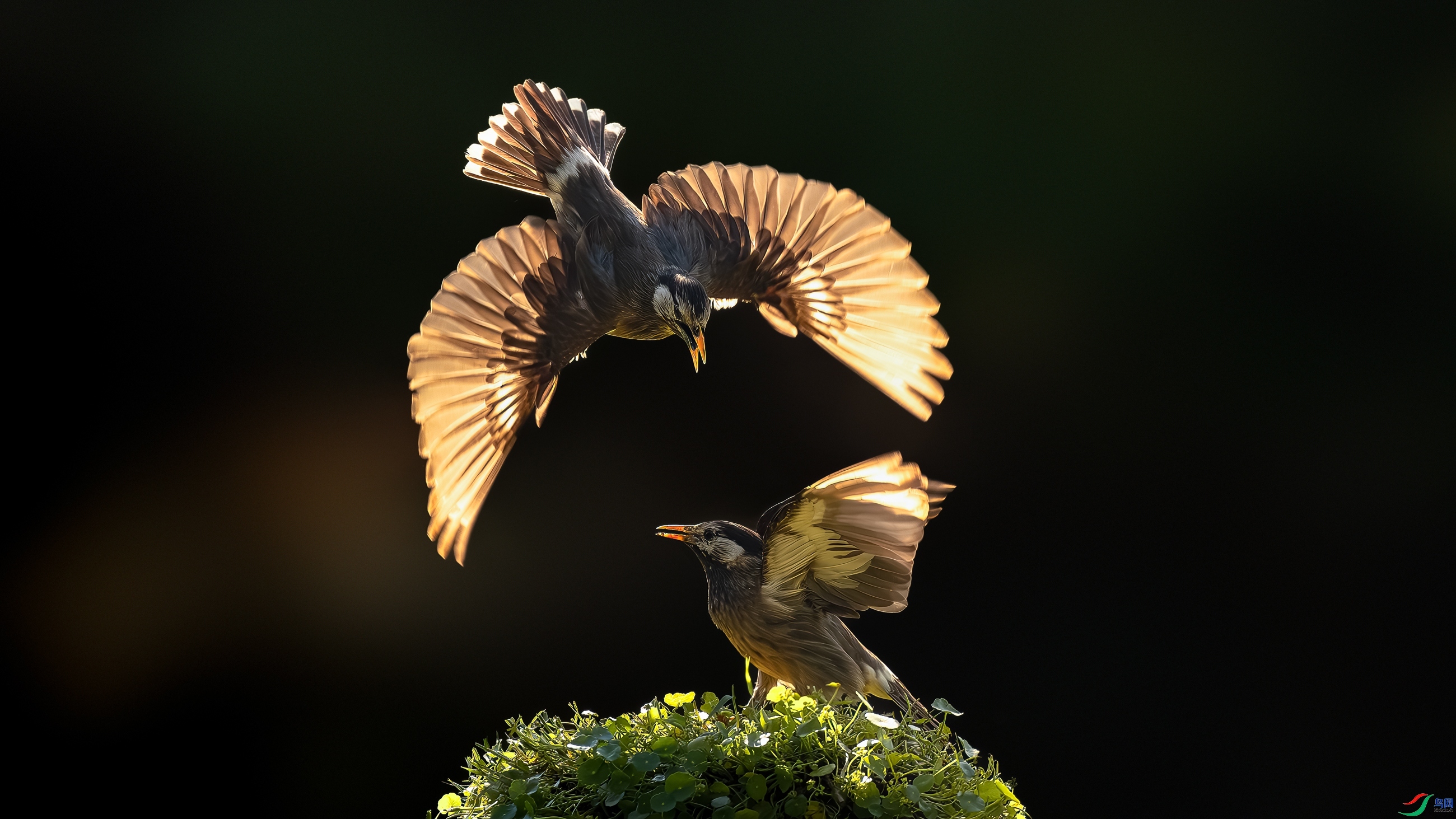 11.20 Hsia��ʦ��Ʒ  �����  �ٻ�2025��11��20�հ�����ҳ����.jpg