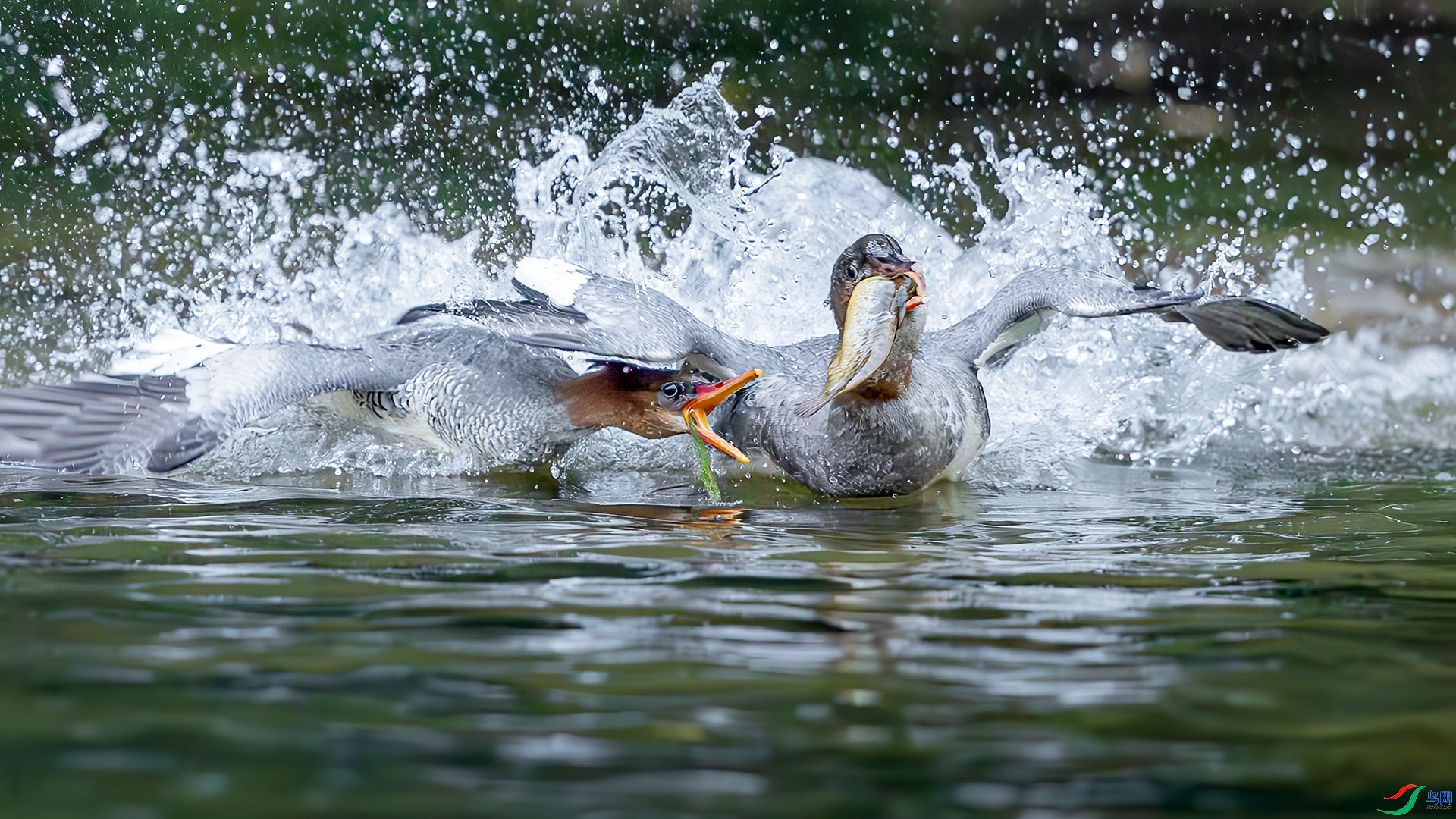 11.19 �ɵ���ʦ��Ʒ  ��������  �ٻ�2025��11��19����Ӱʦ��ҳ����.jpg