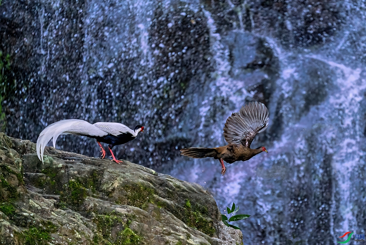 11.21 ���������ʦ��Ʒ  ����  �ٻ�2025��11��21����Ӱʦ��ҳ����.jpg