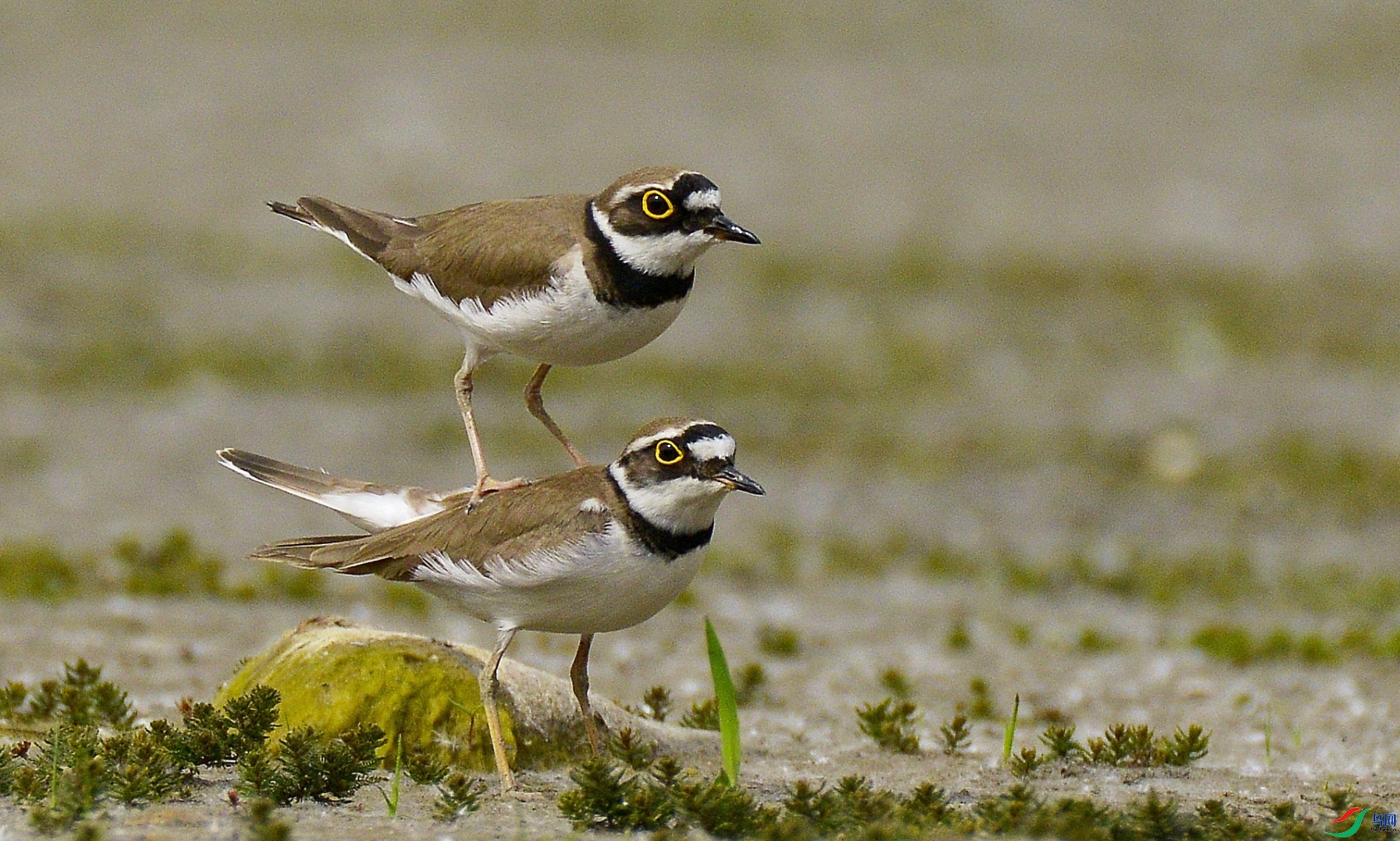 11.21 С�ﳤ���� ��ʦ��Ʒ  ���޺�  �ٻ�2025��11��21�ջ�Ա��ҳ����.jpg