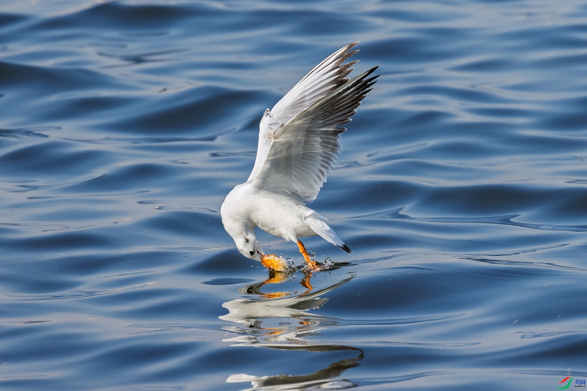 11.24 һֻҶ��ʦ��Ʒ  ����Ÿ  �ٻ�2025��11��24�ջ�Ա��ҳ����.jpg