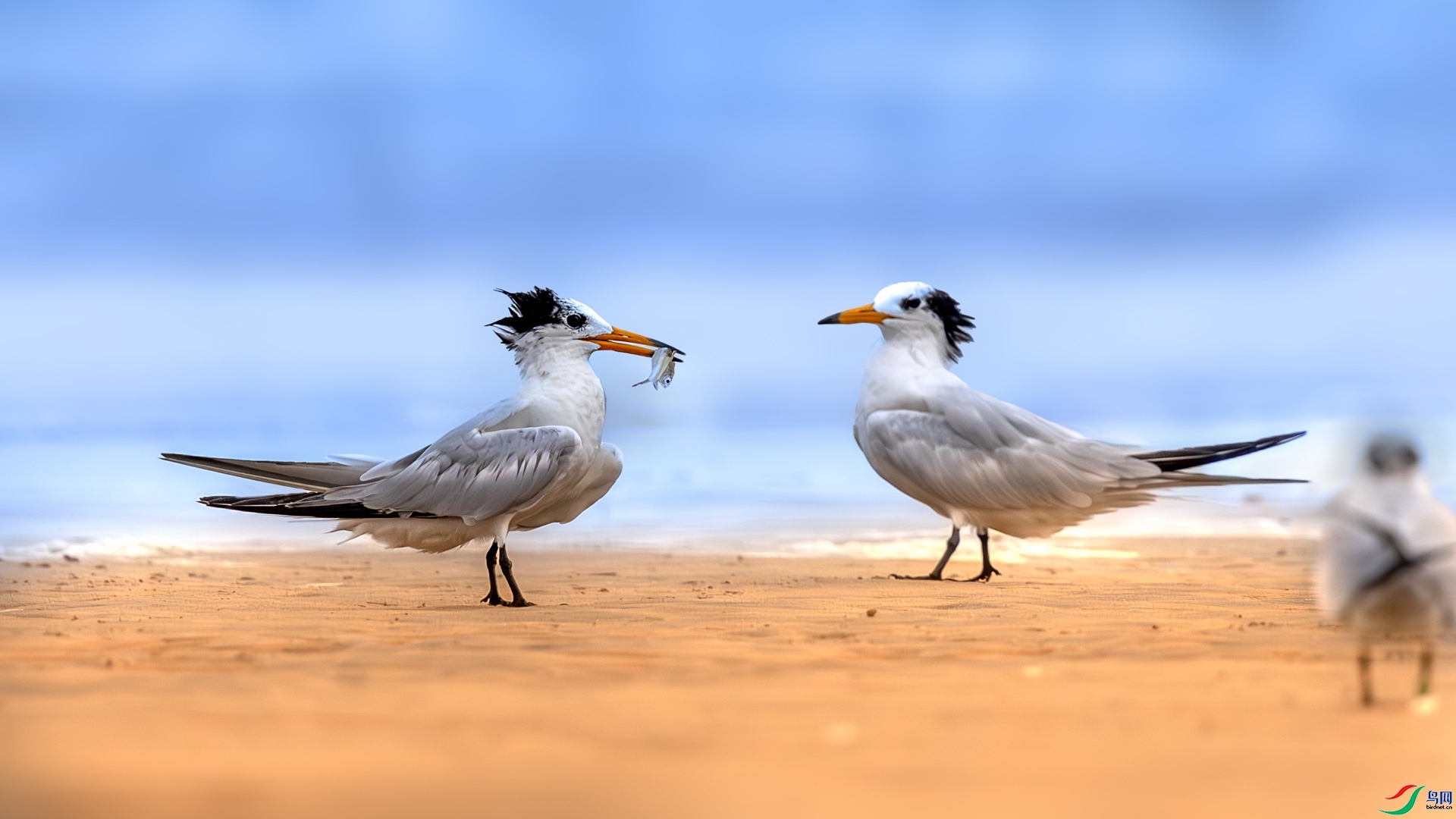 11.25 ��Ů��·����ʦ��Ʒ  �л���ͷ��Ÿ  �ٻ�2025��11��25�հ�����ҳ����.jpg