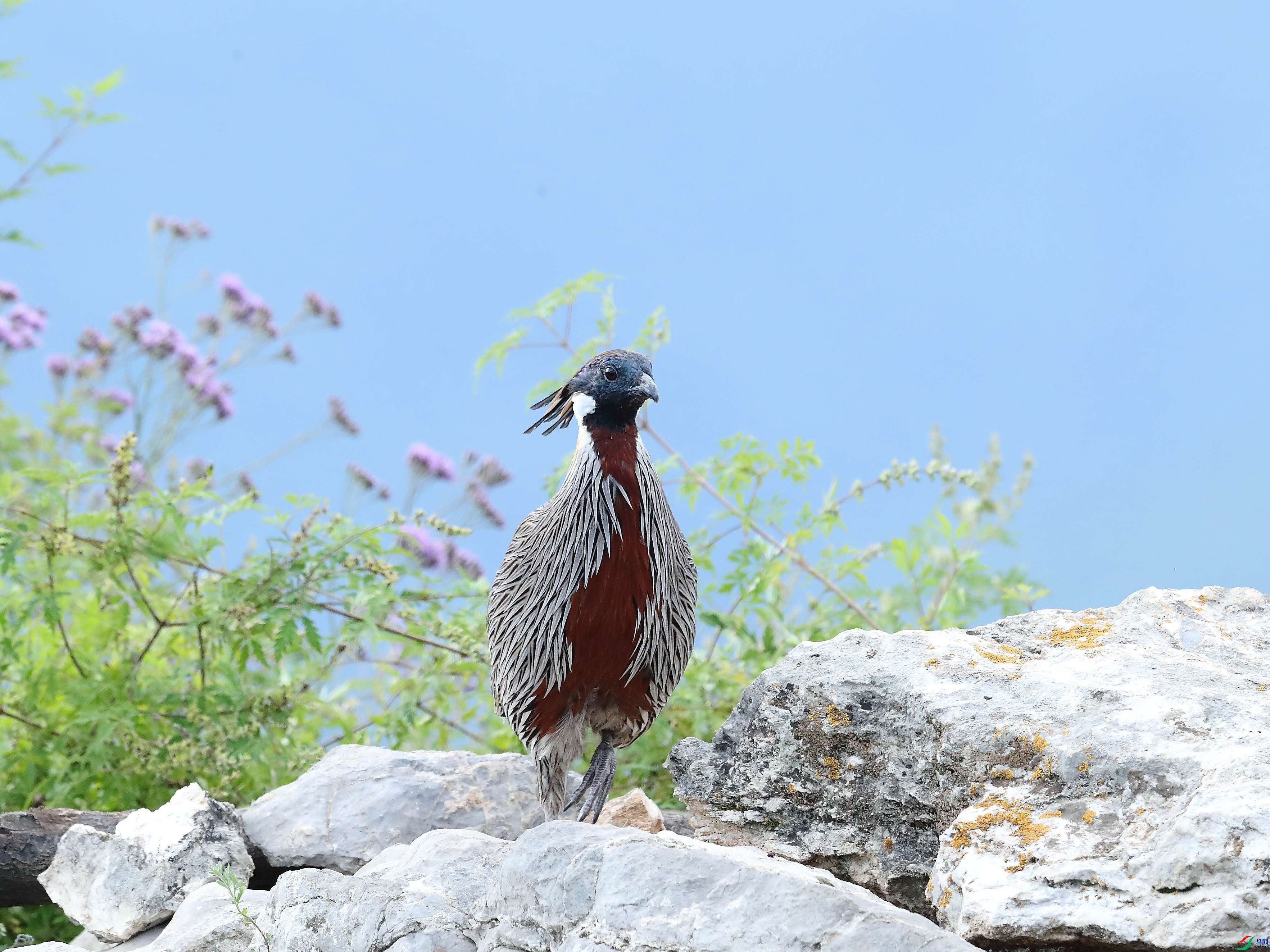 11.25 �޹�XIN��ʦ��Ʒ  �׼�  �ٻ�2025��11��25����Ӱʦ��ҳ����.jpg