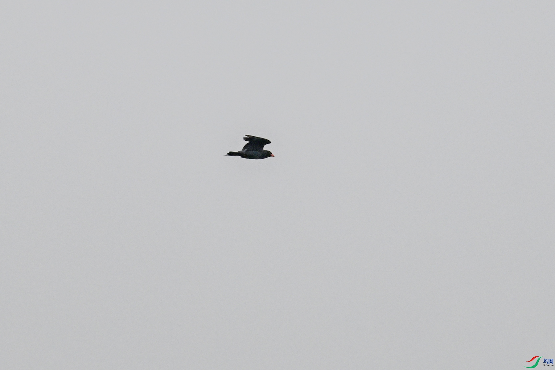 DSC_9448.JPG