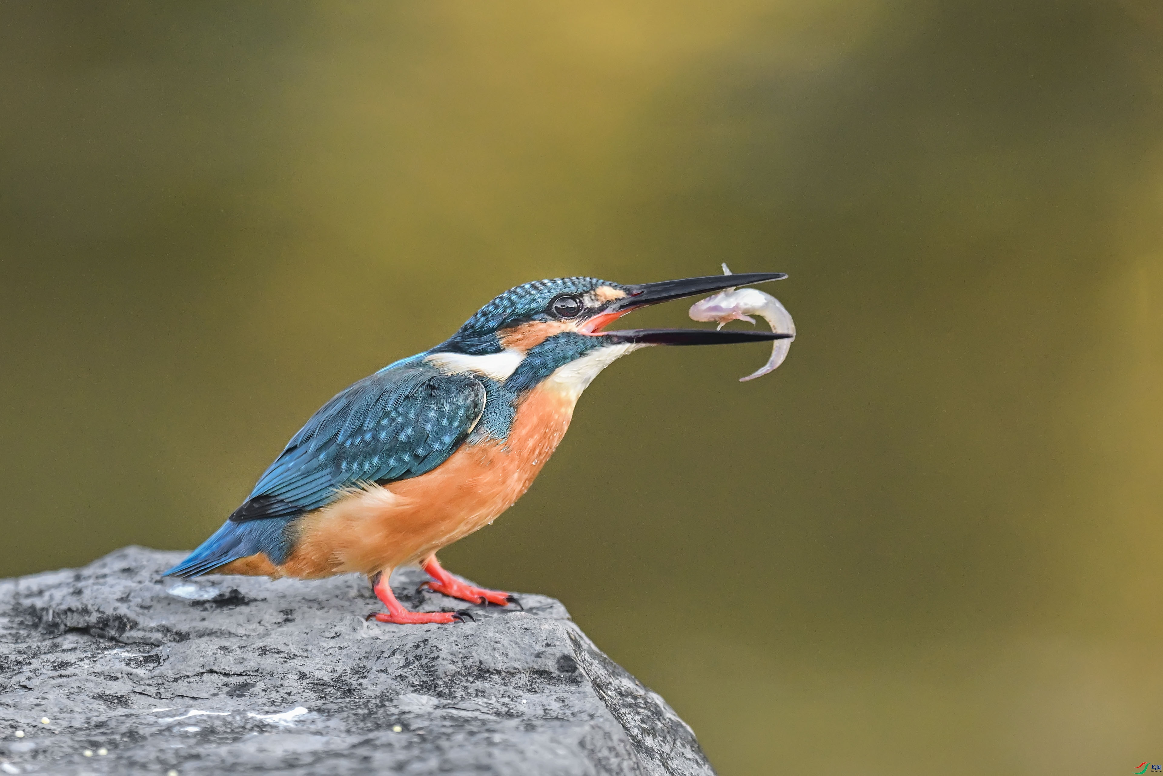 DSC_7528-2.jpg