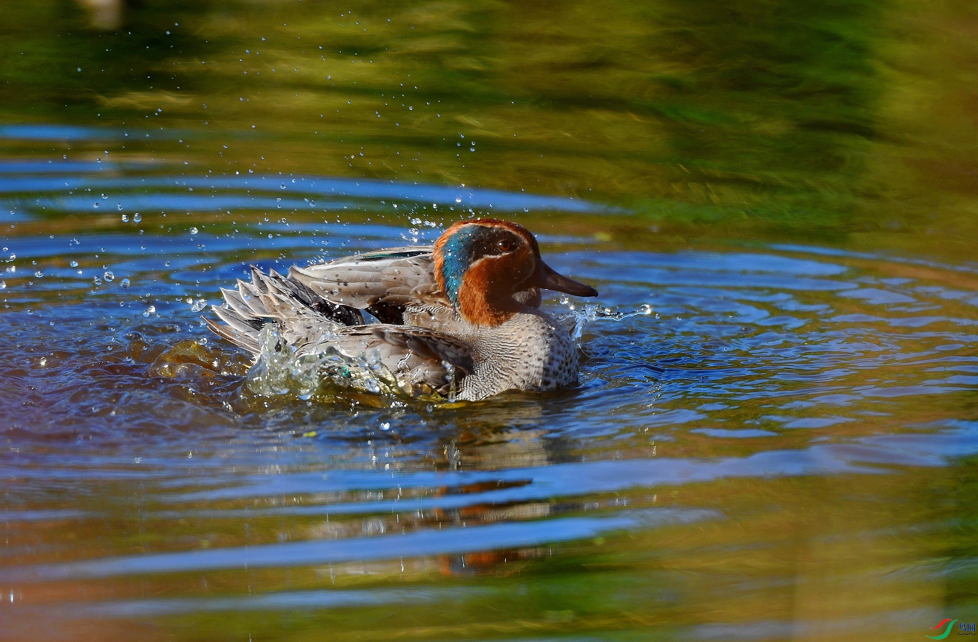 DSC_4395.jpg