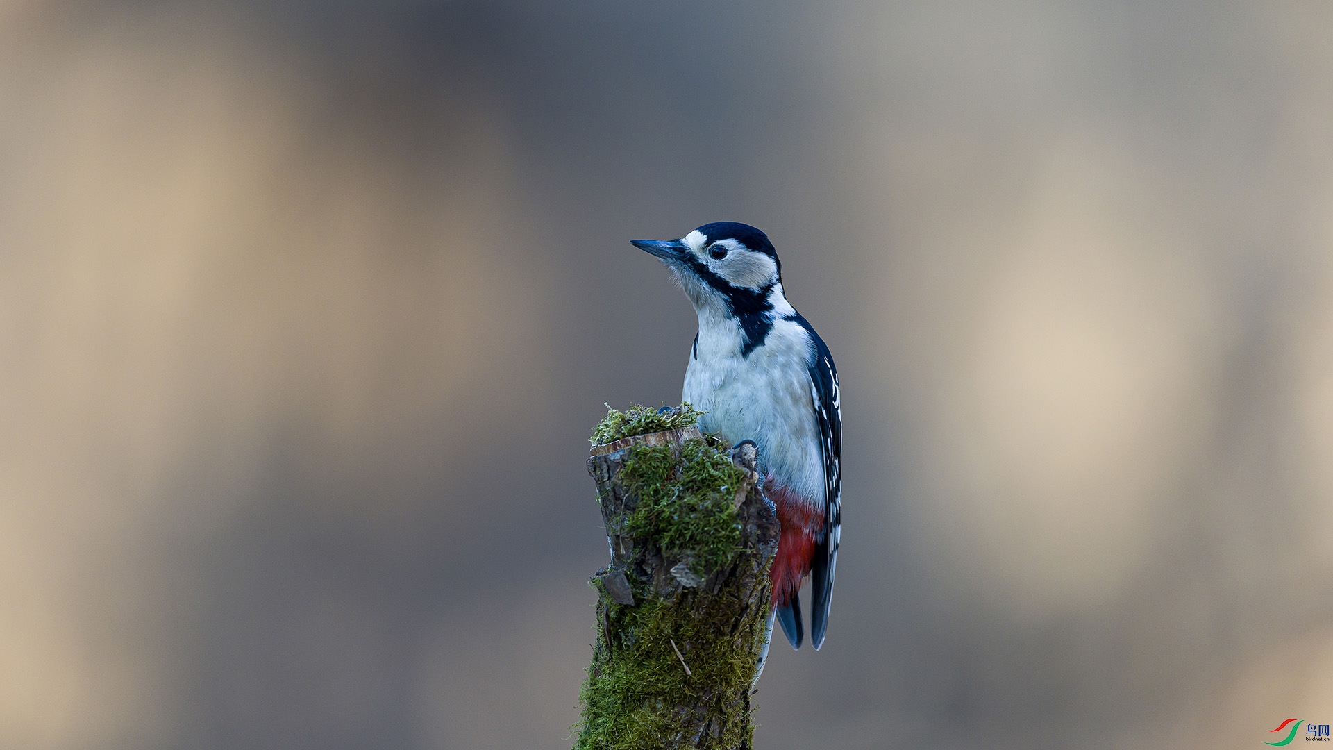 051A3514 ����n.jpg