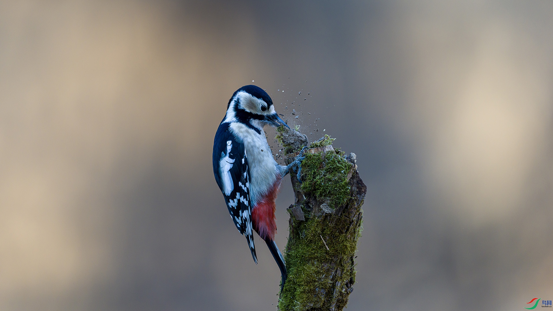 051A3592 ����n.jpg