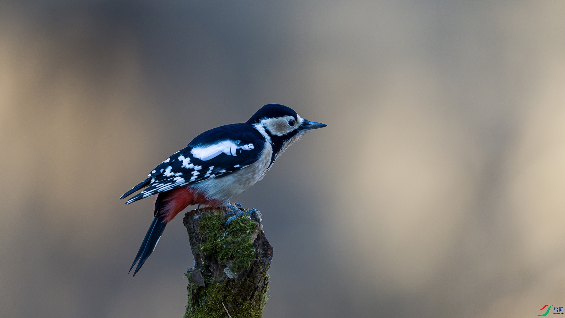 051A3720 ����n.jpg