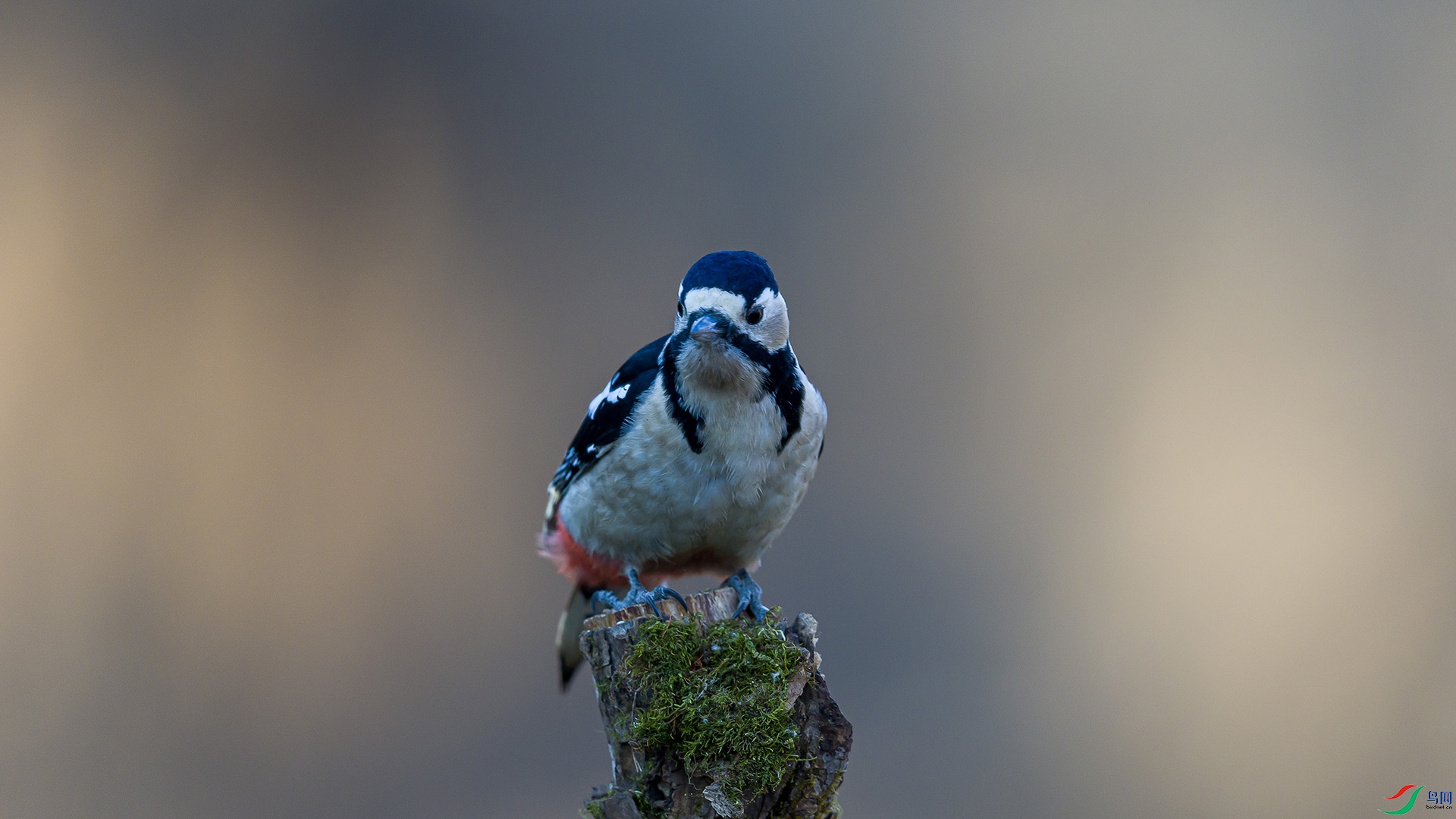 051A3727 ���� n.jpg