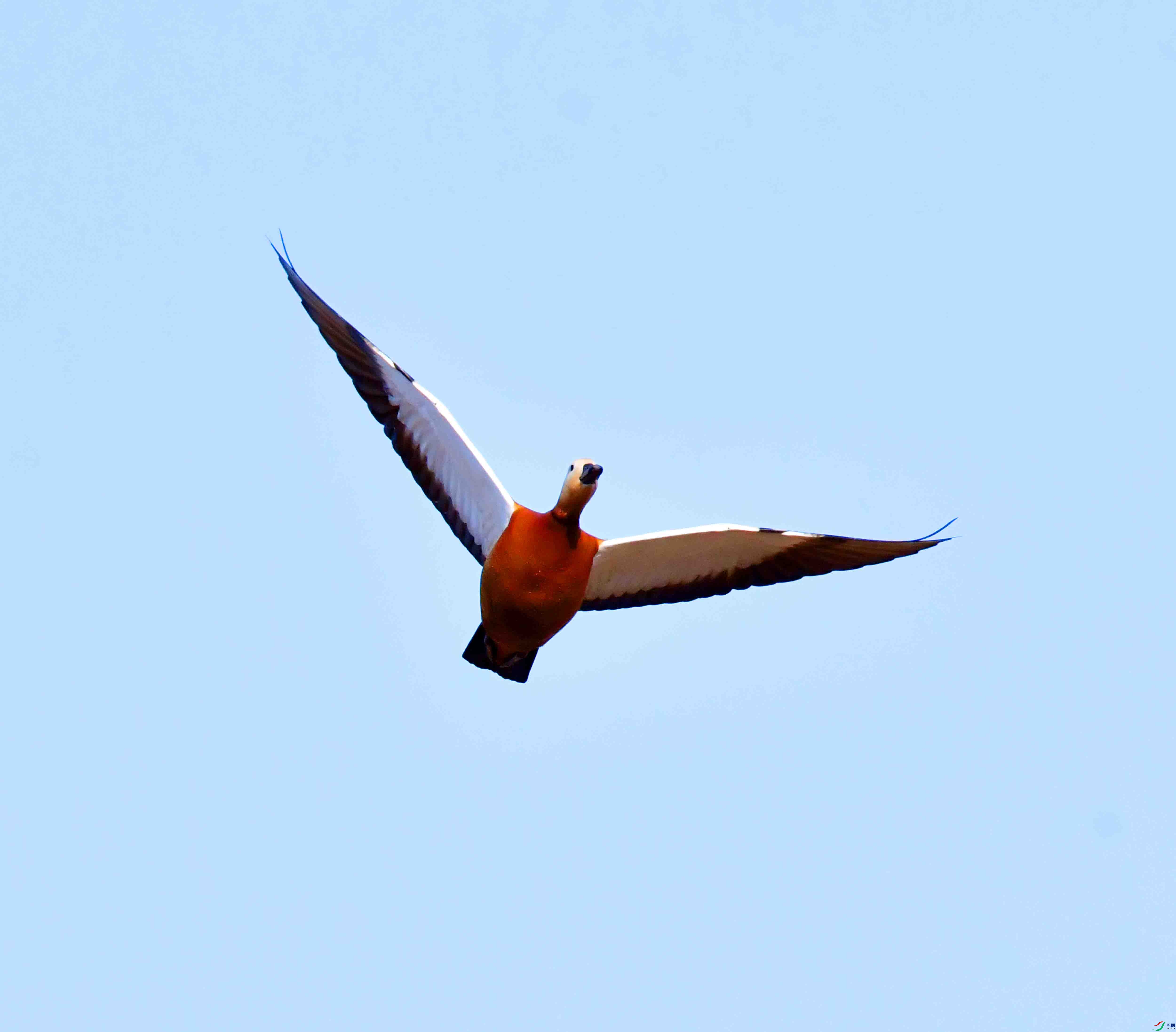 DSC_1169.JPG