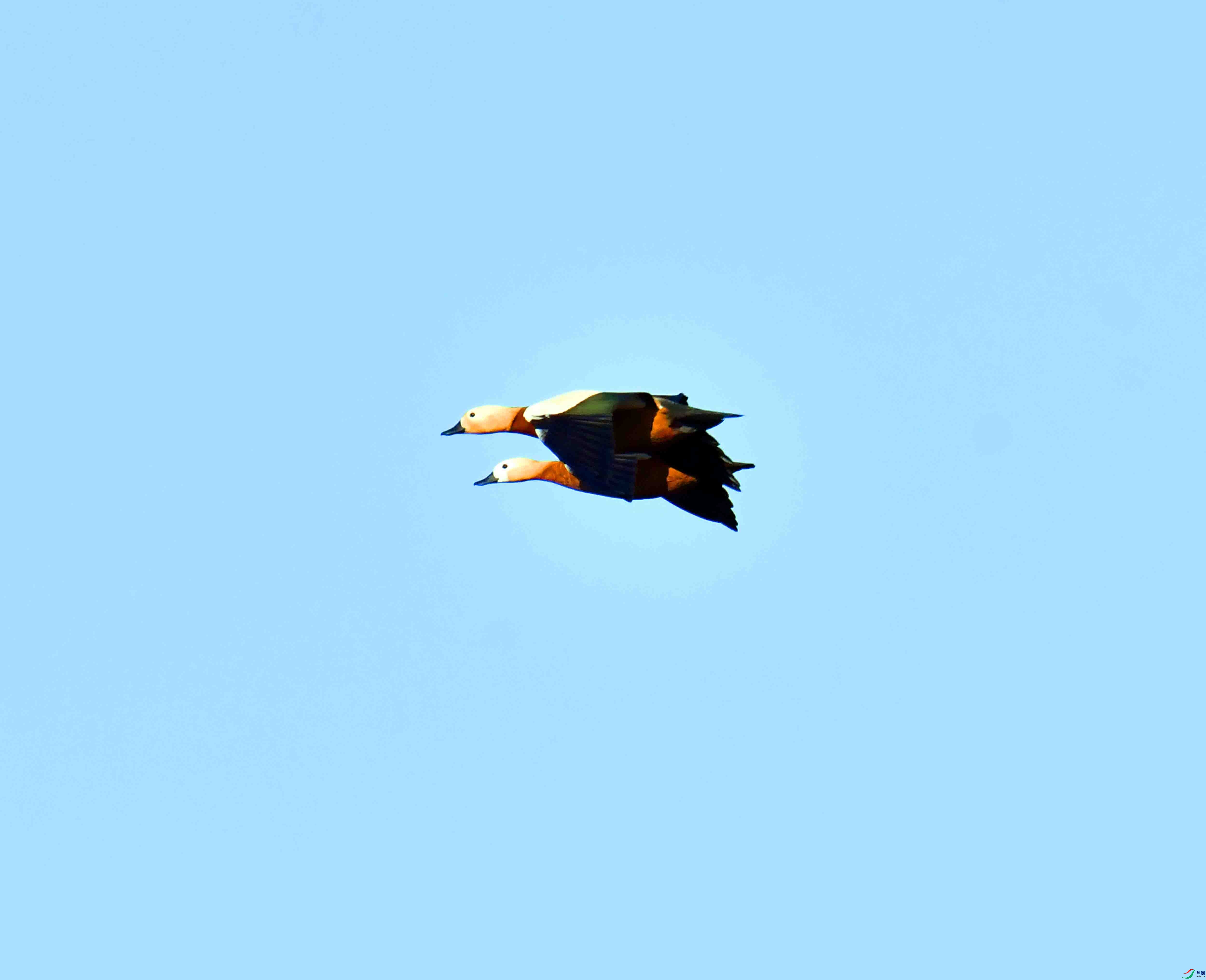 DSC_1176.JPG