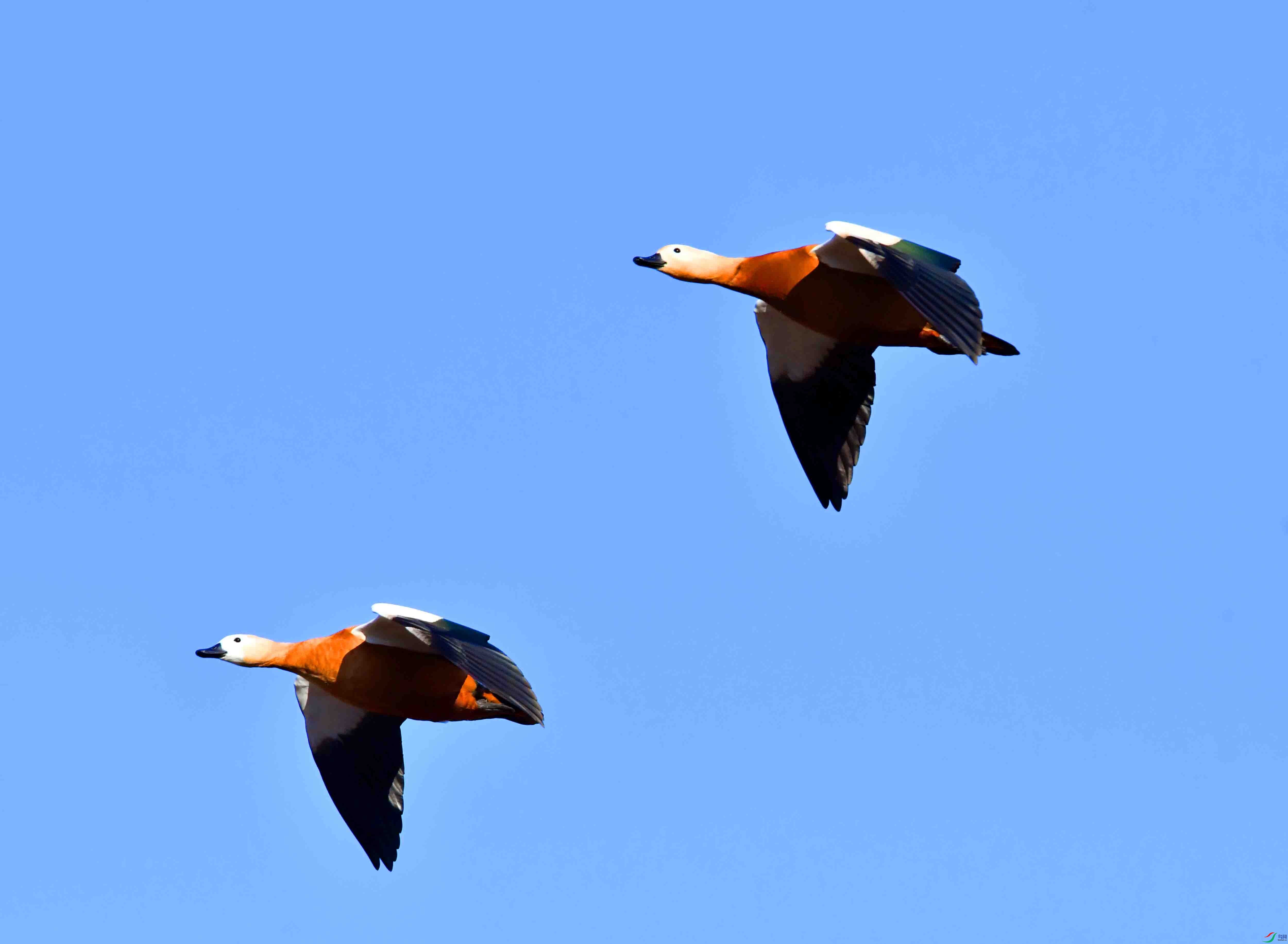 DSC_1224.JPG