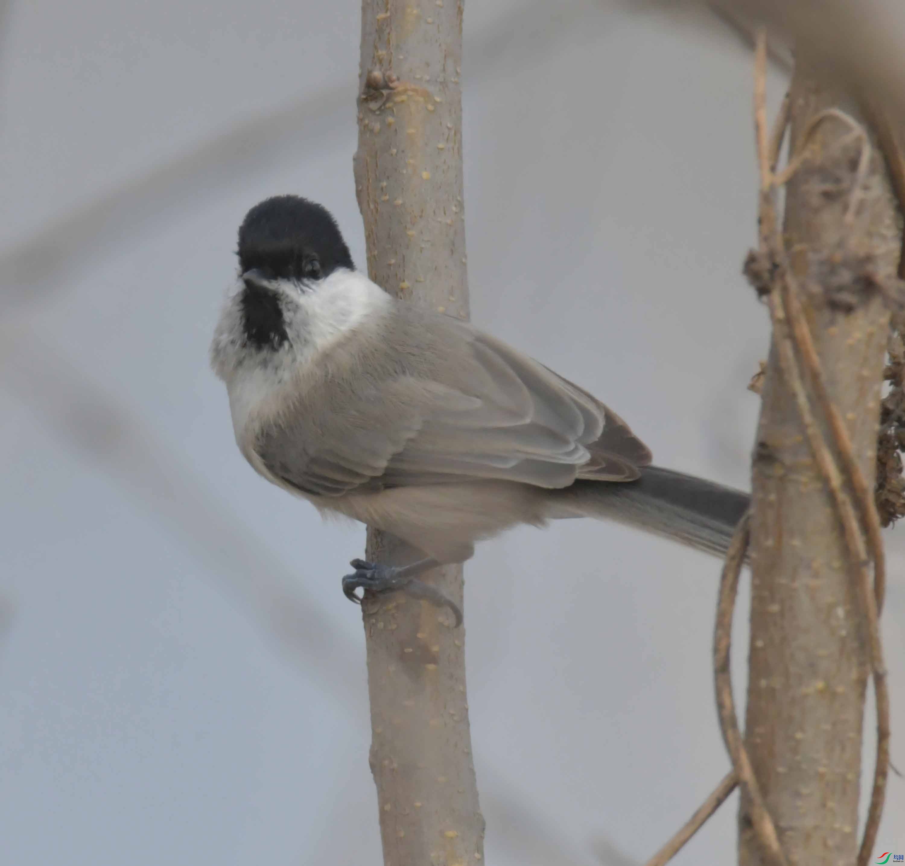 DSC_2442.JPG