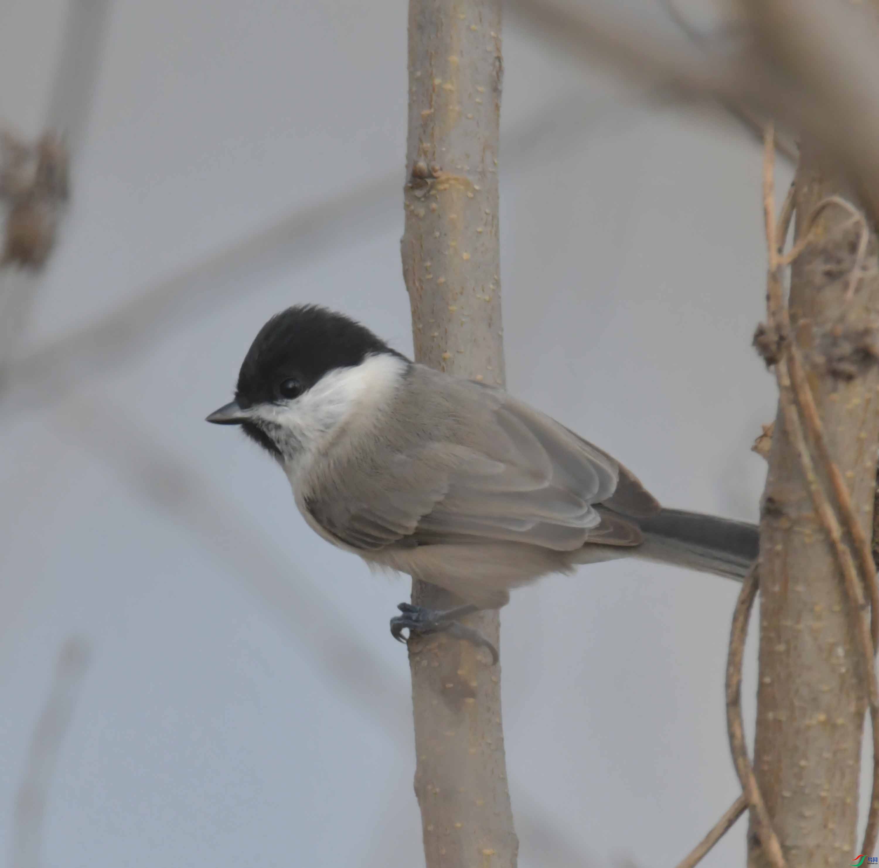 DSC_2441.JPG