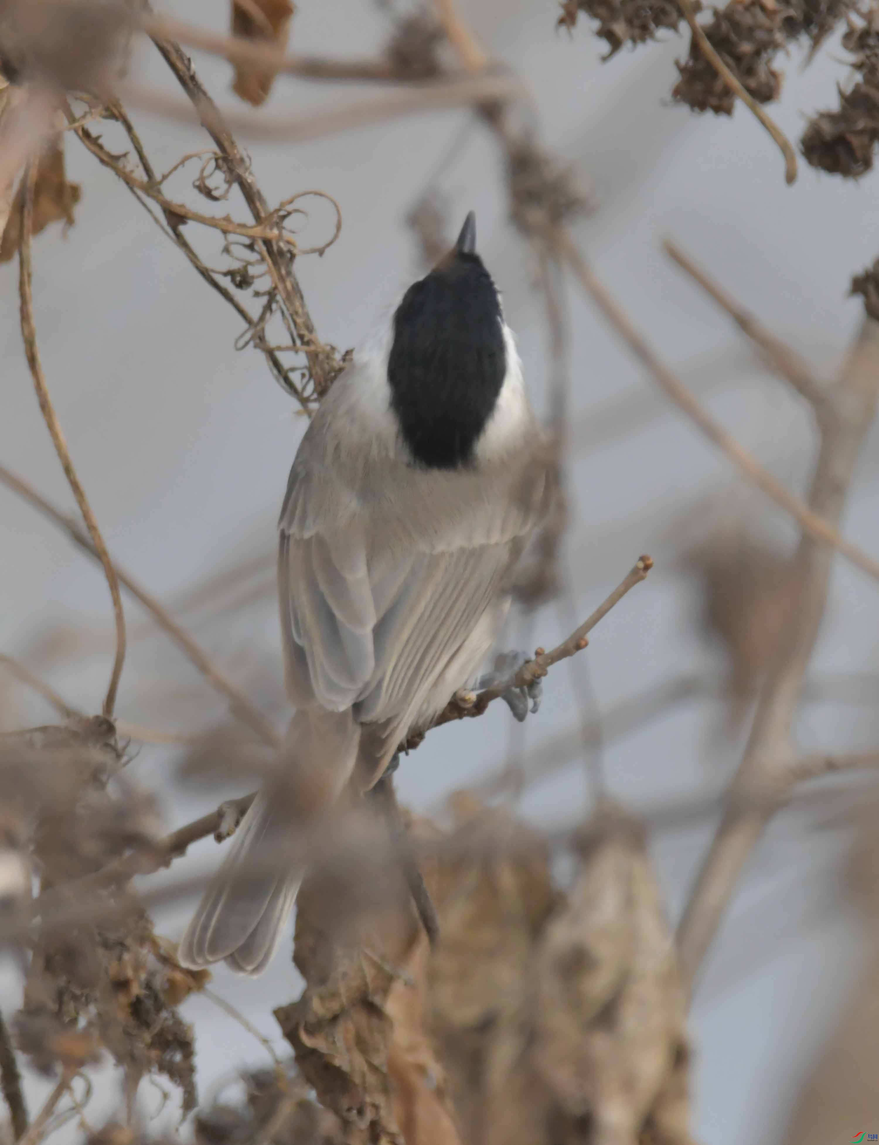 DSC_2496.JPG