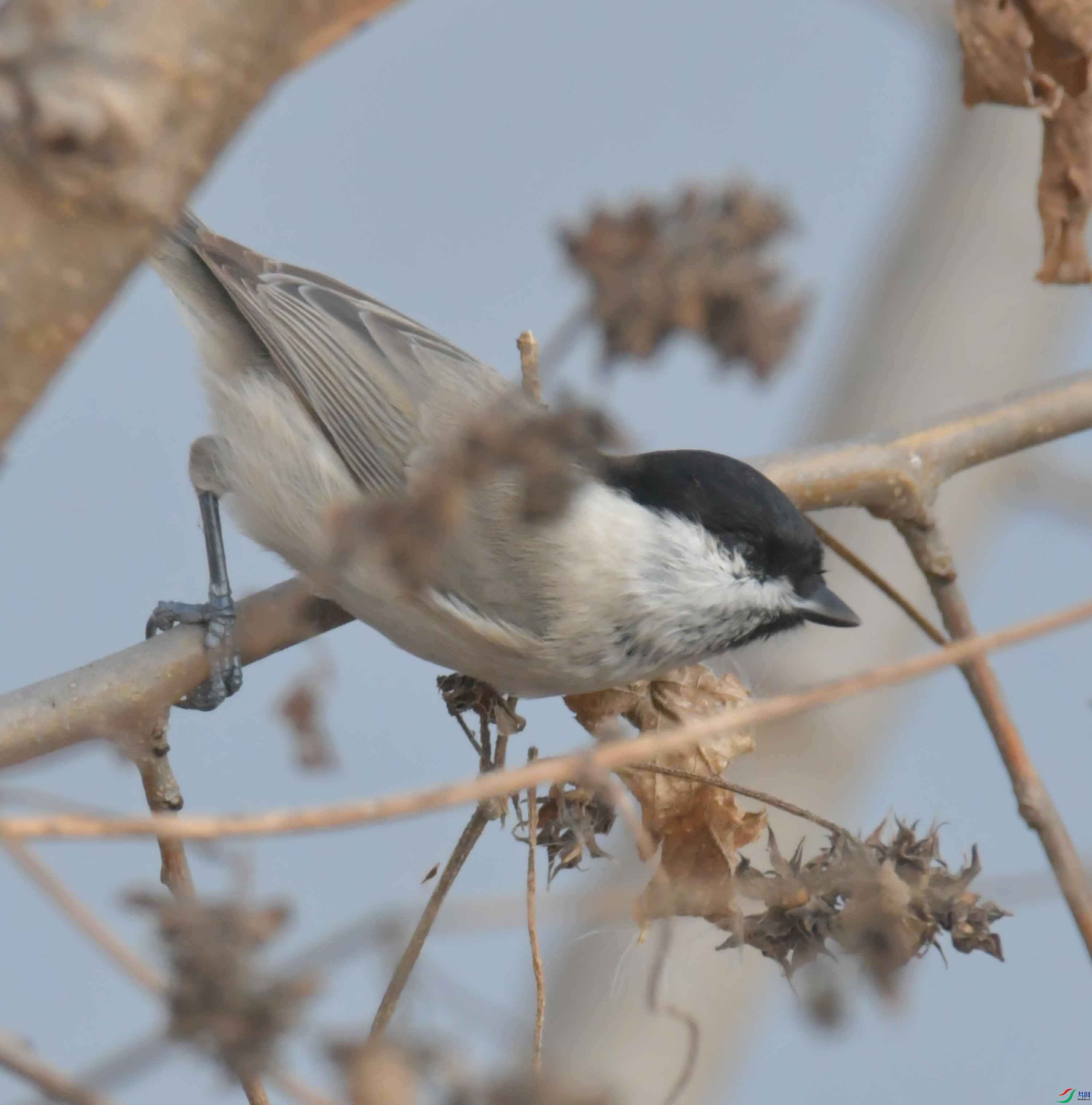 DSC_2462.JPG