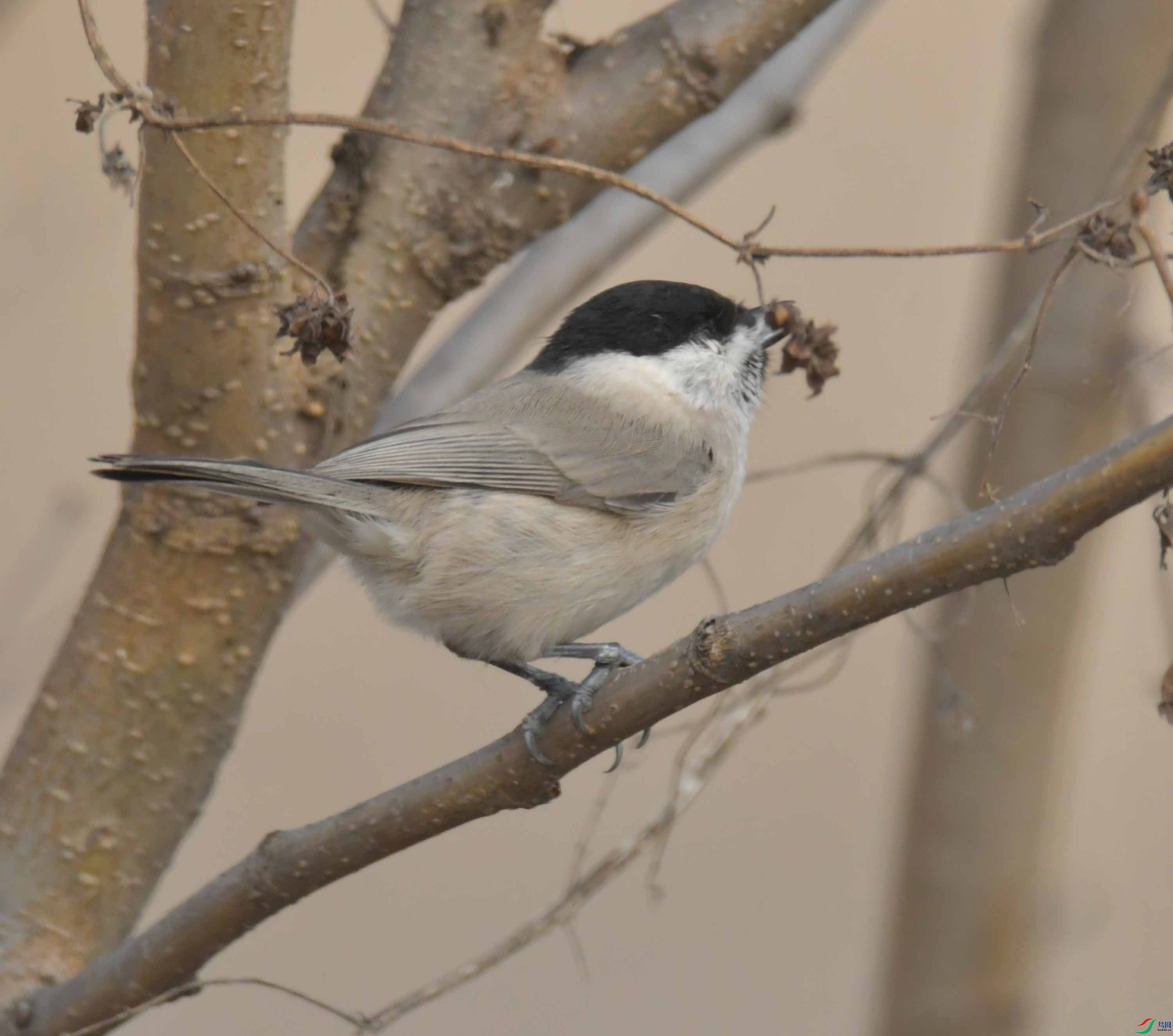 DSC_2565.JPG