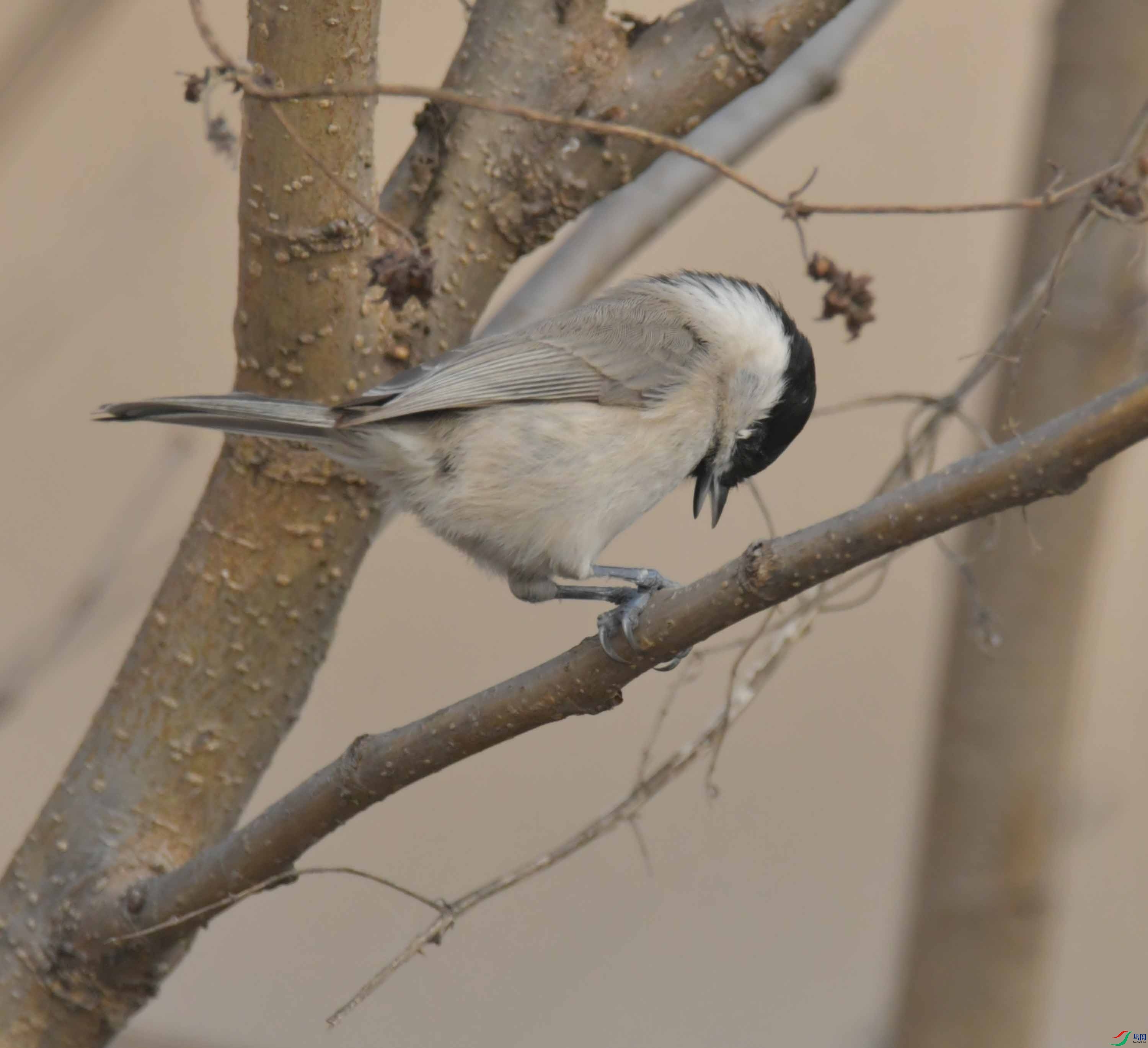 DSC_2572.JPG