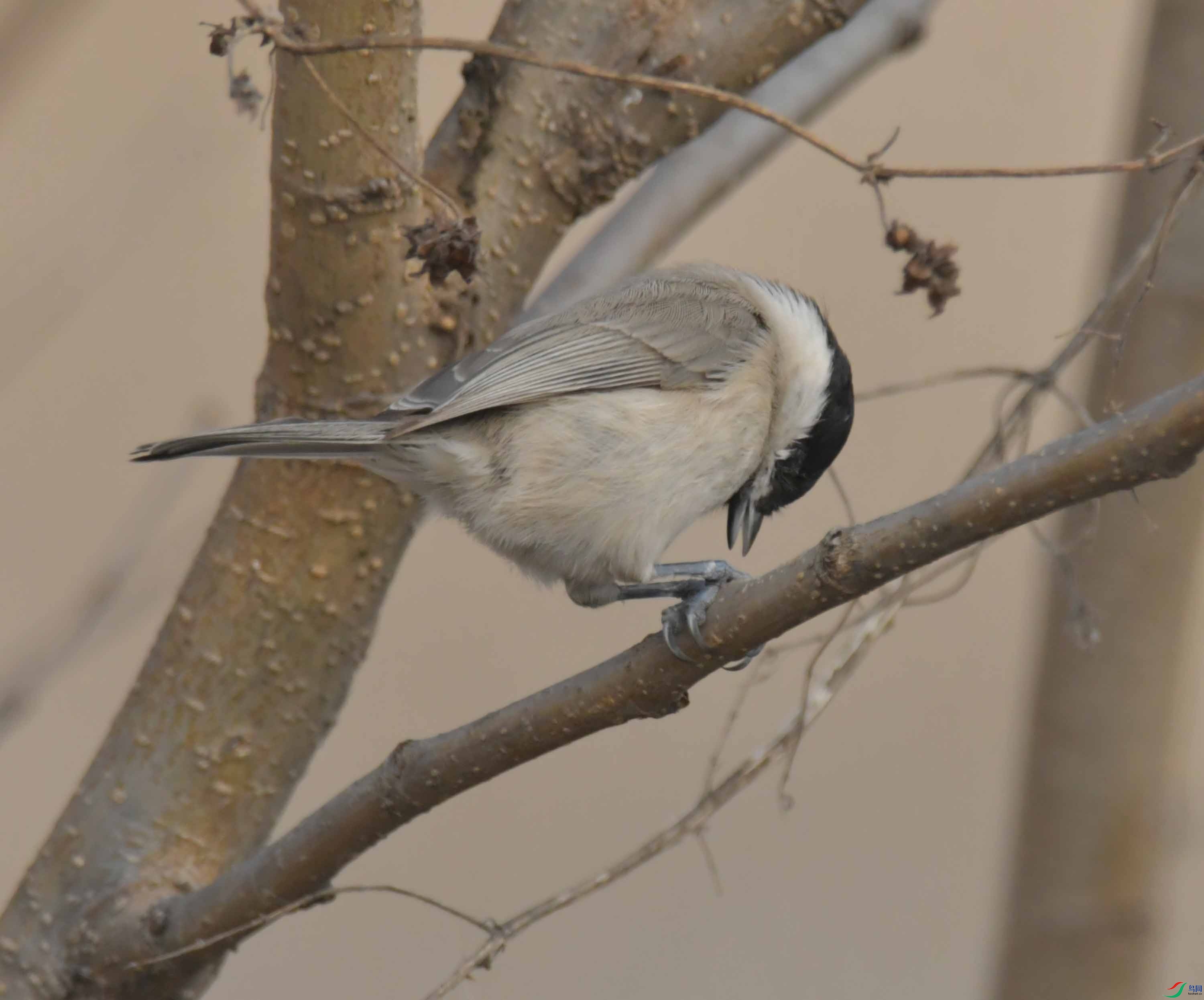 DSC_2569.JPG