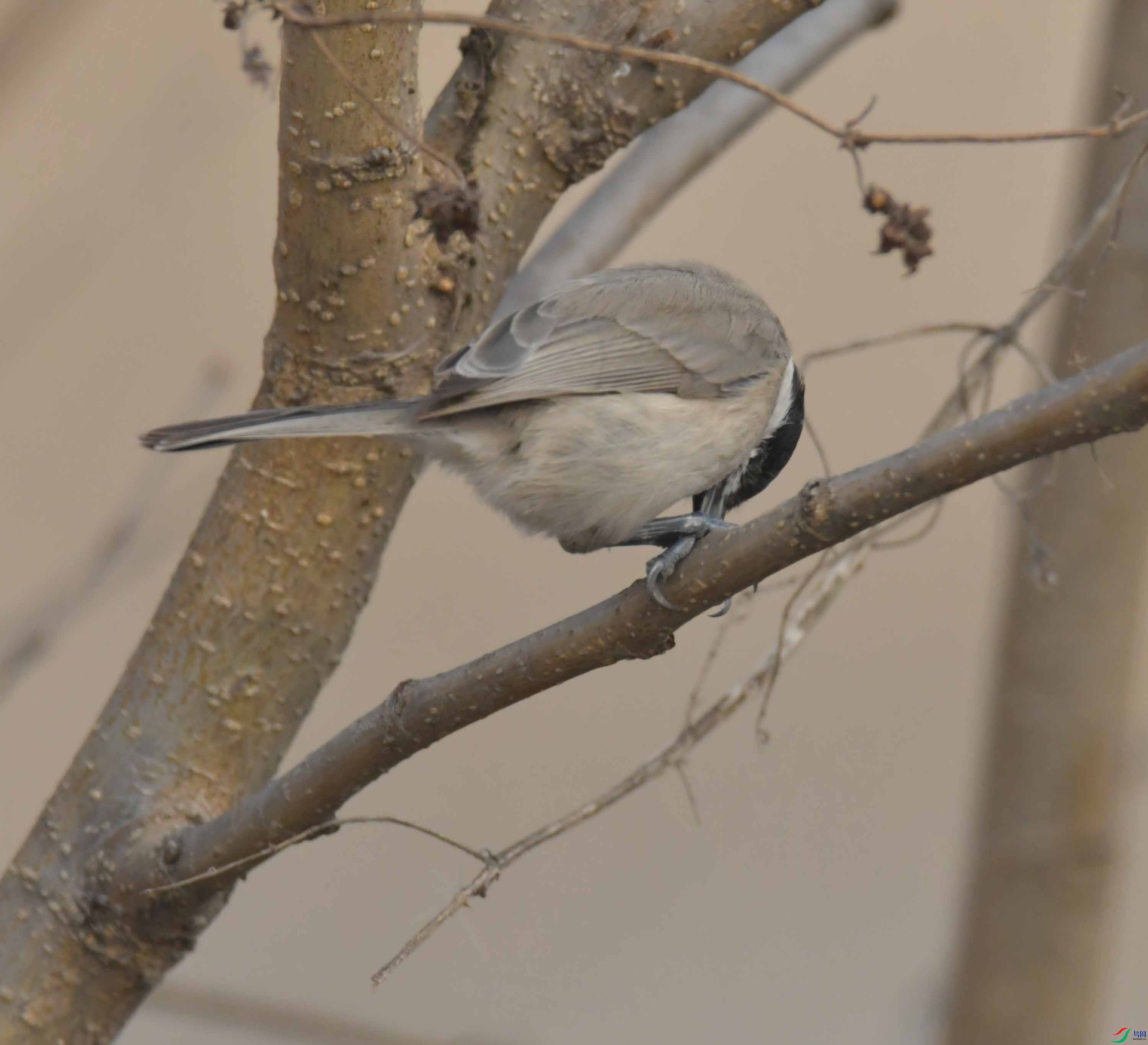 DSC_2574.JPG