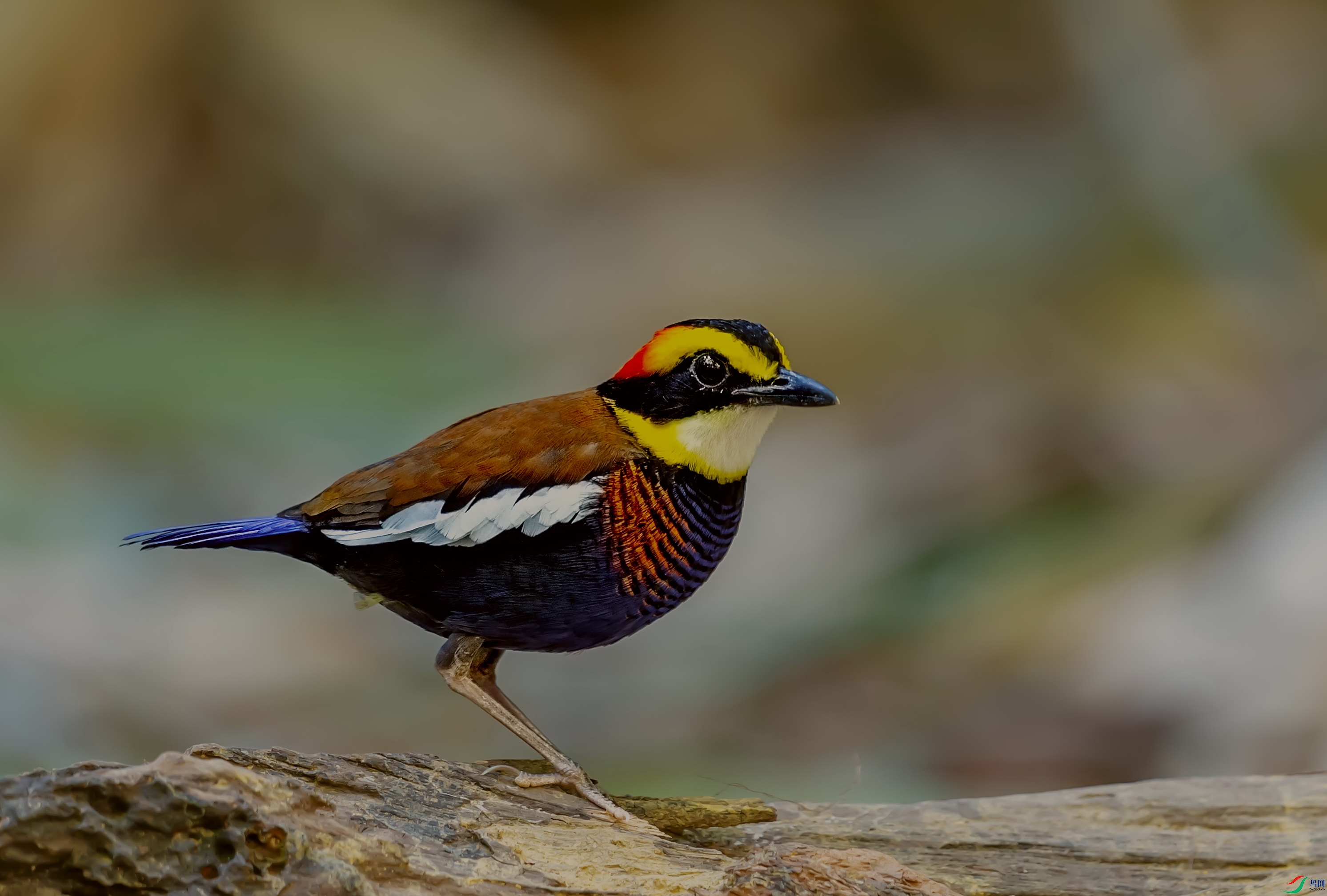 DSC_7631-1v.jpg