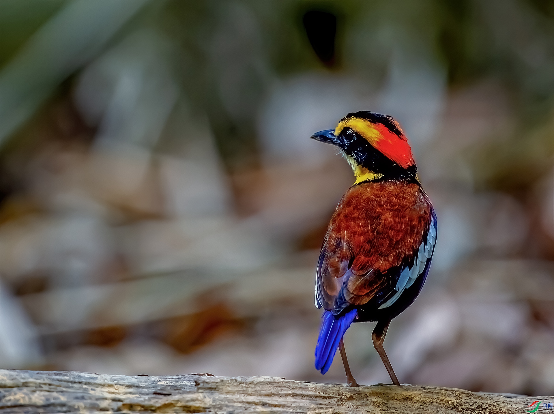 DSC_7807-1.jpg