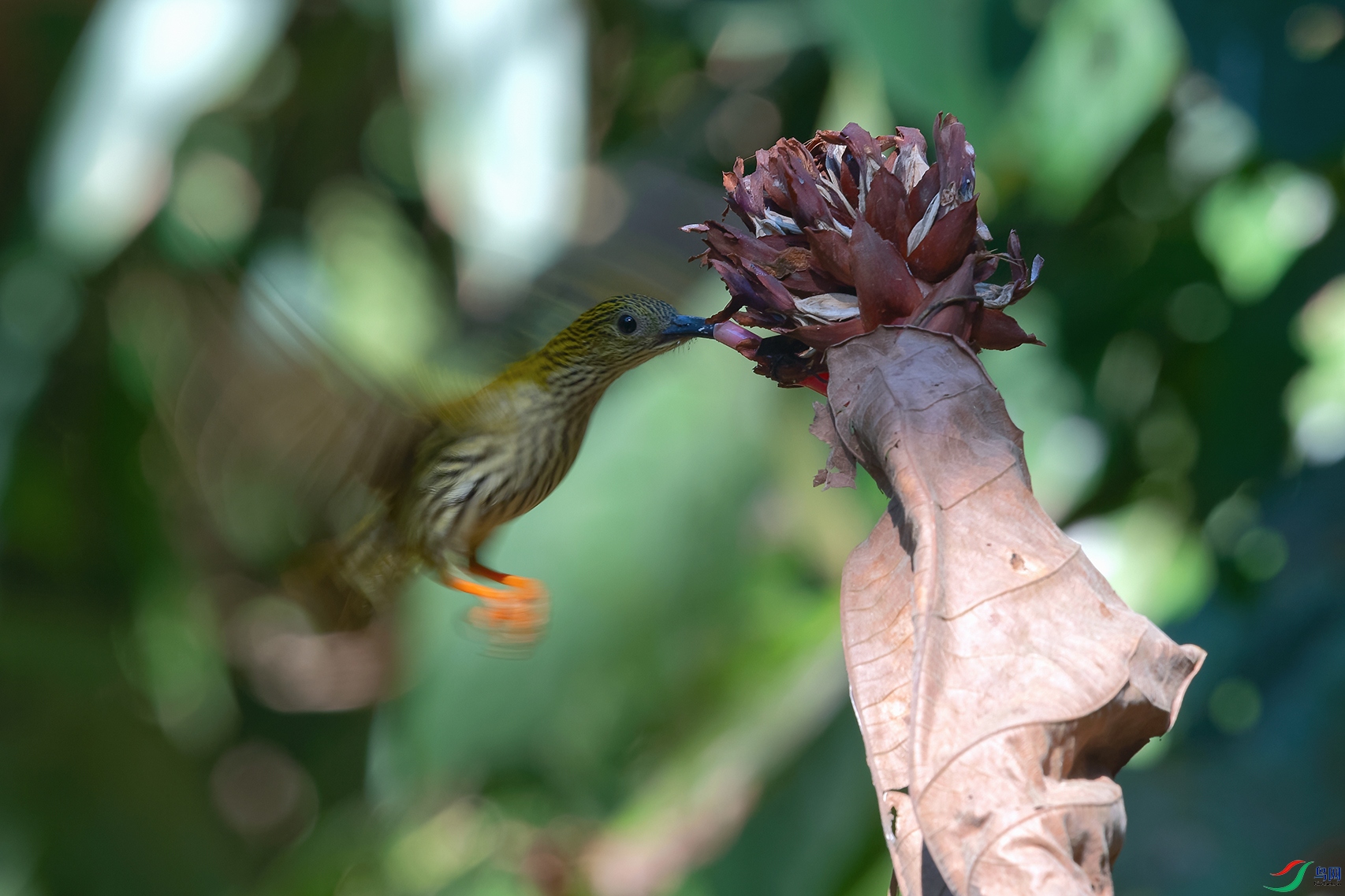 DSC_6779_DxOa.jpg