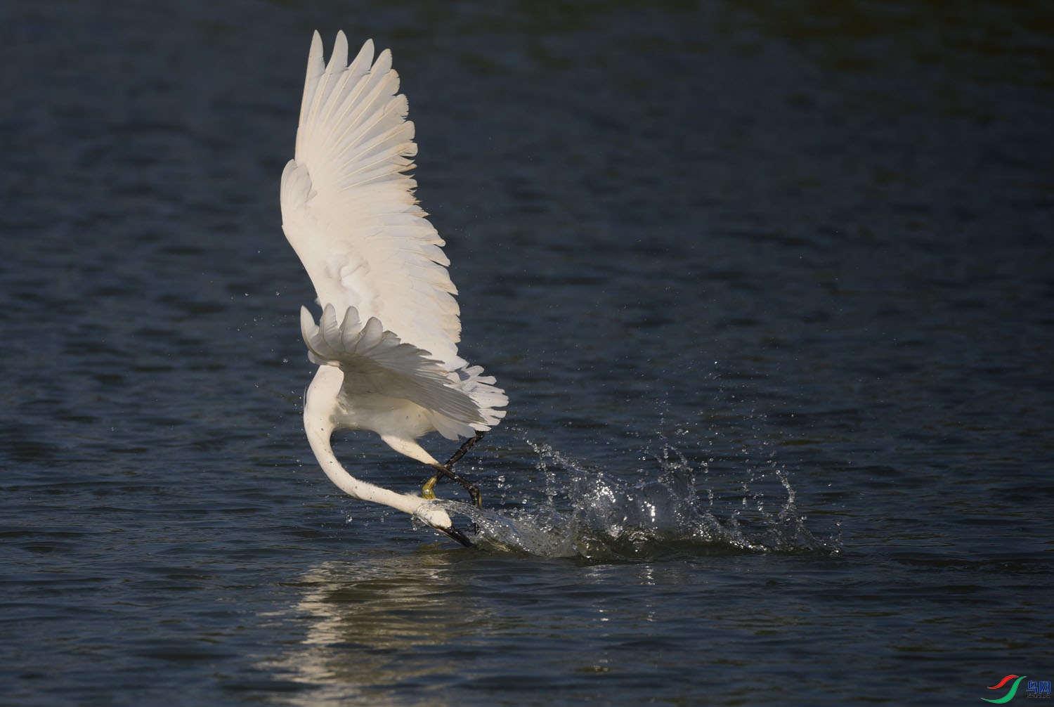 DSC_6447.jpg