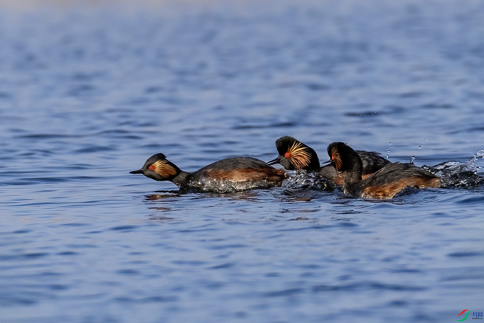 488A0121 ����.jpg