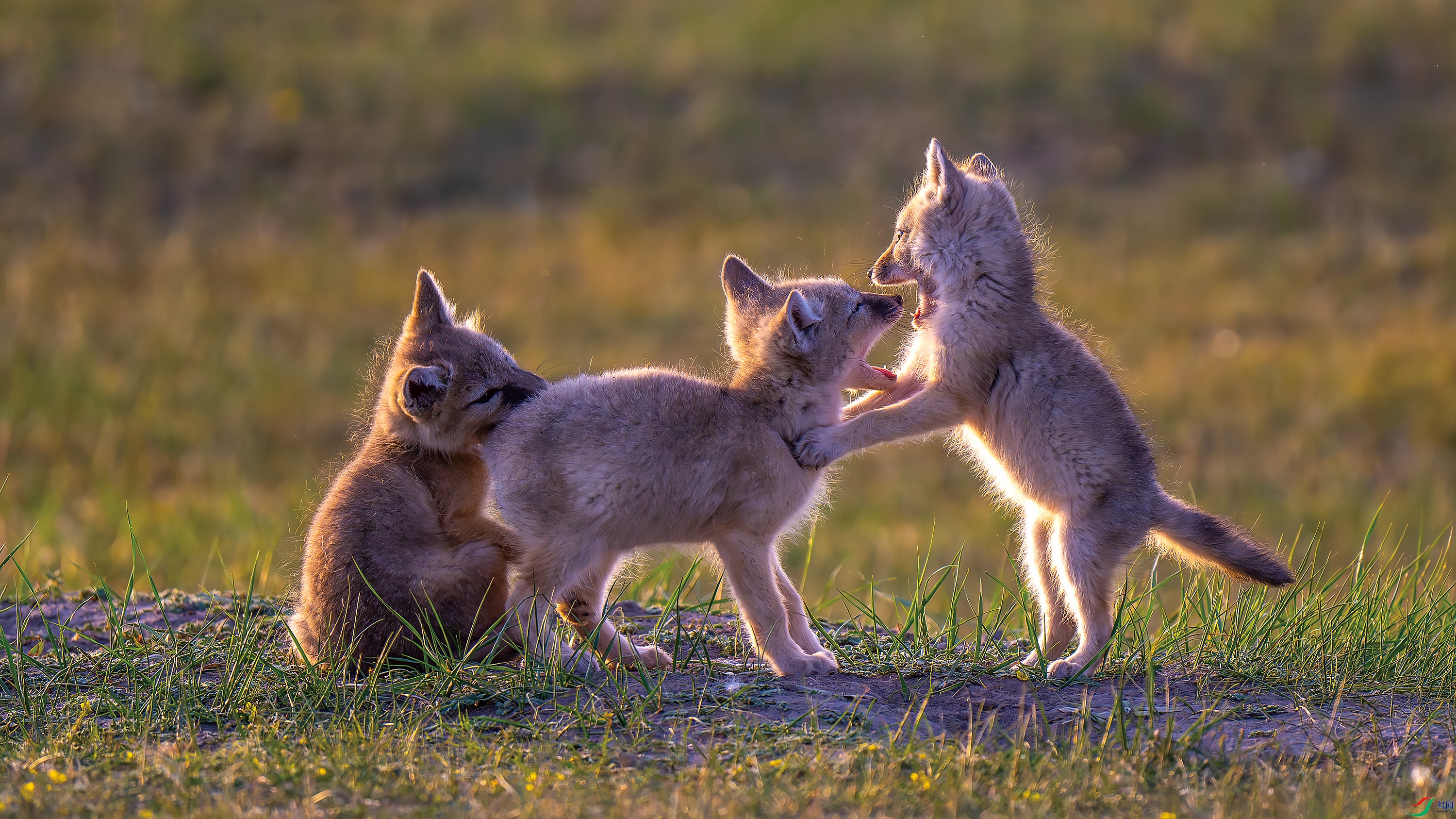 DSC_5848-����ǿ-NR.jpg