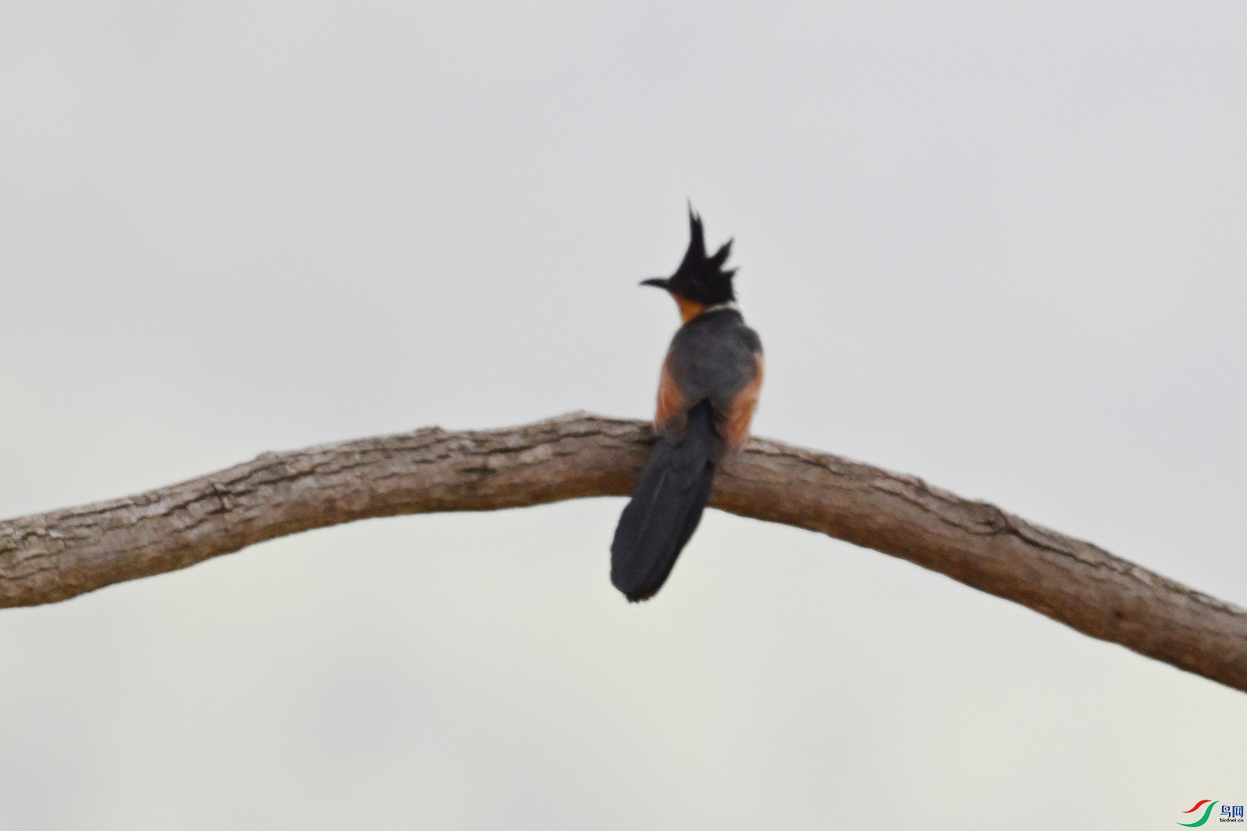 DSC_9474.JPG