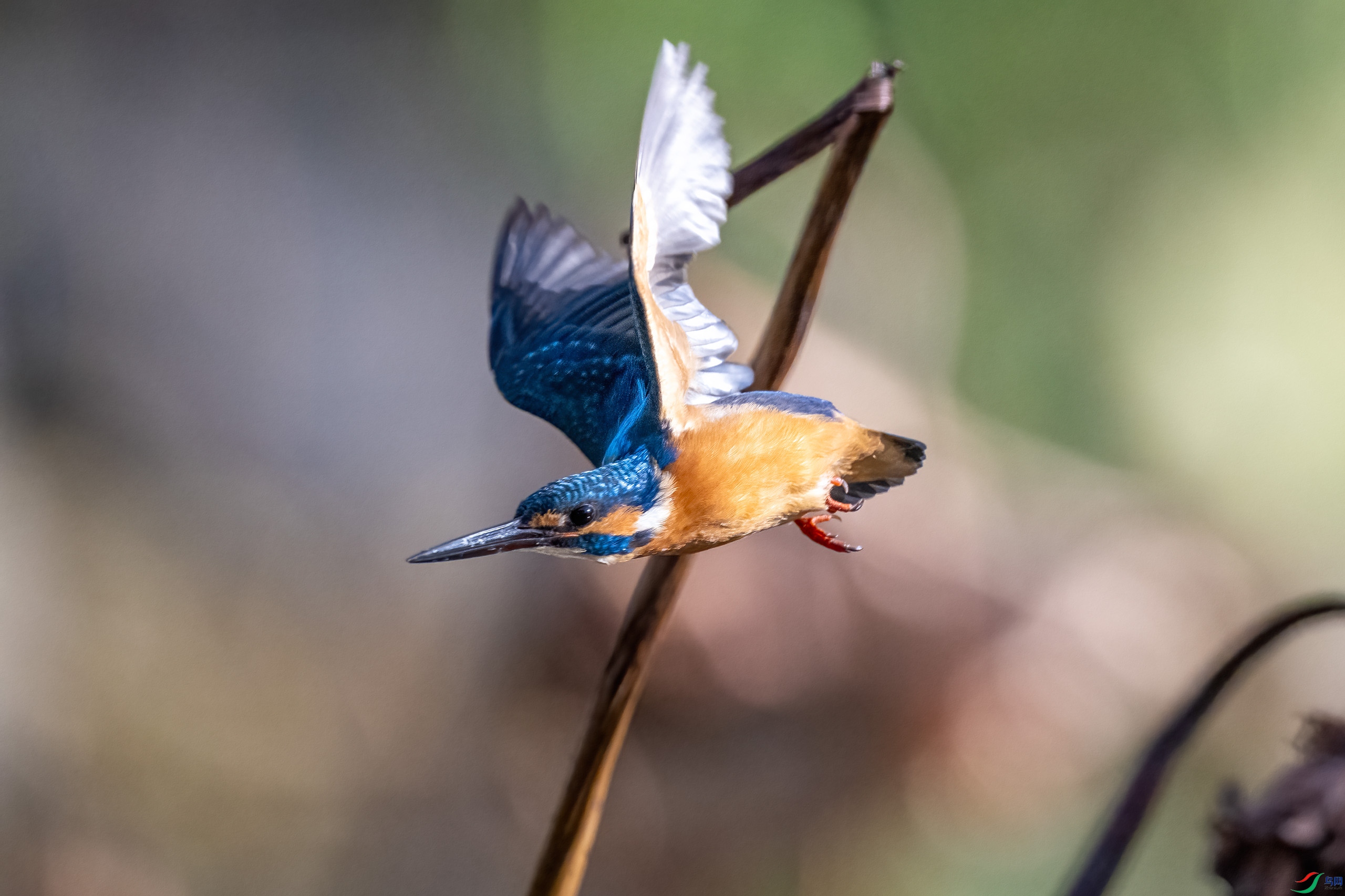 _DSC9880-.jpg