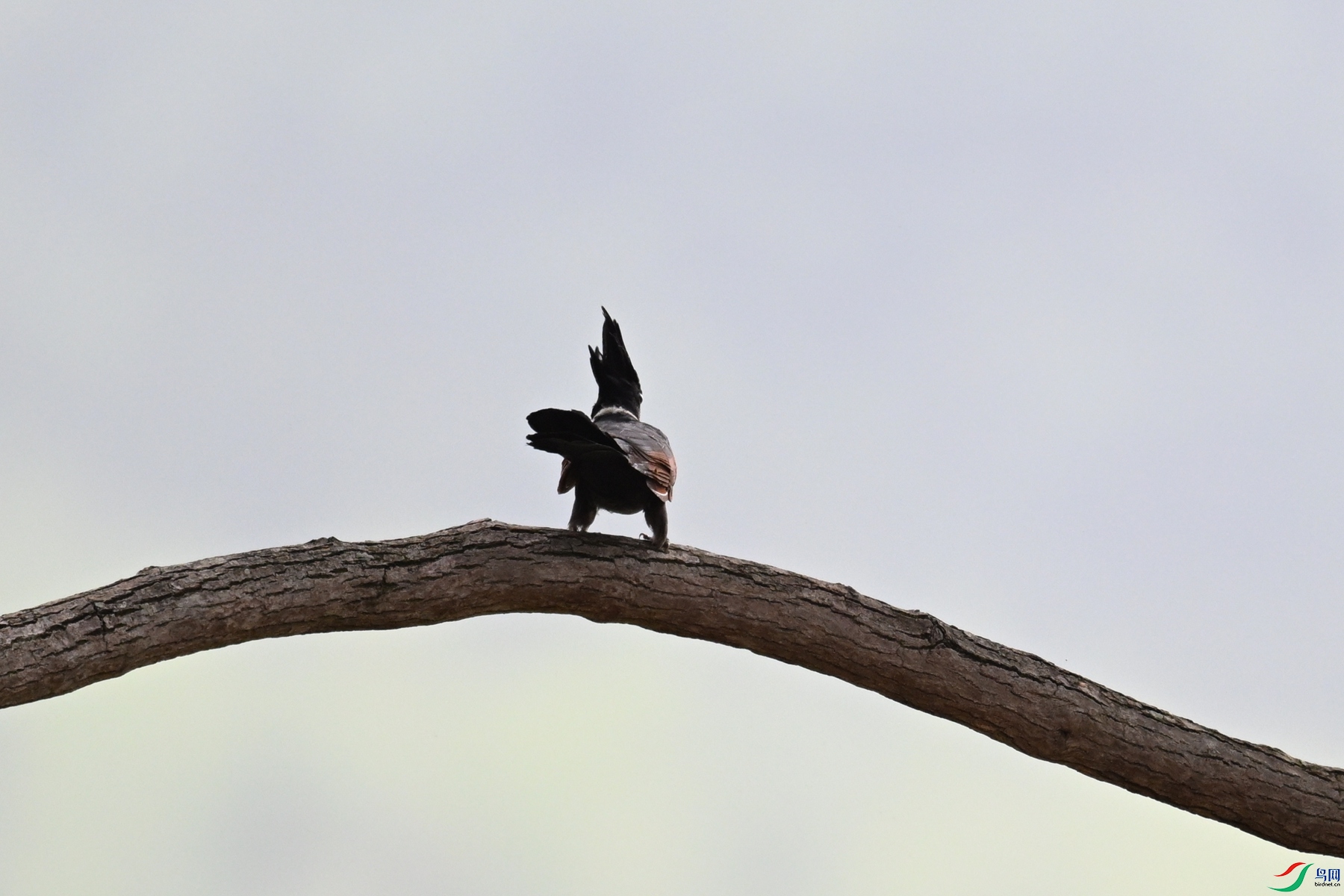 DSC_9468.JPG