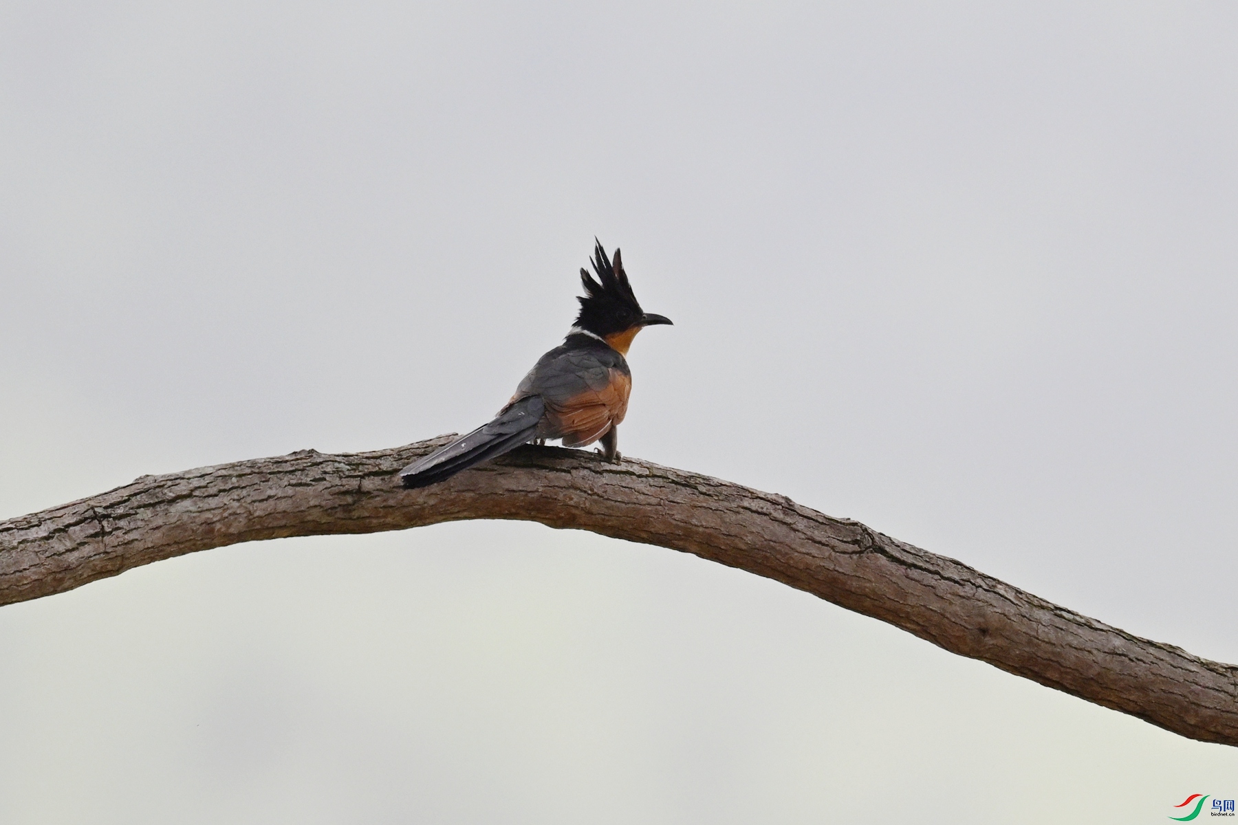 DSC_9472.JPG