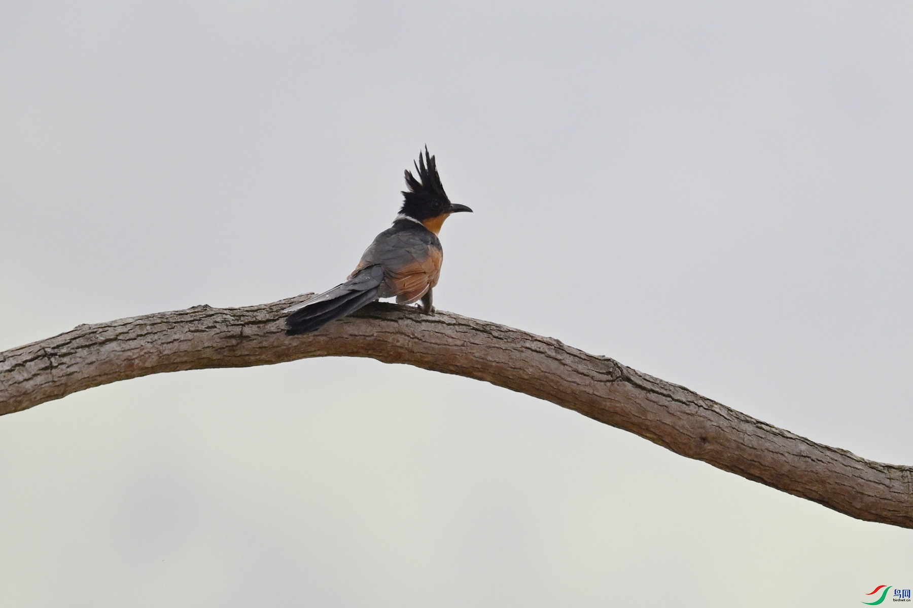 DSC_9469.JPG