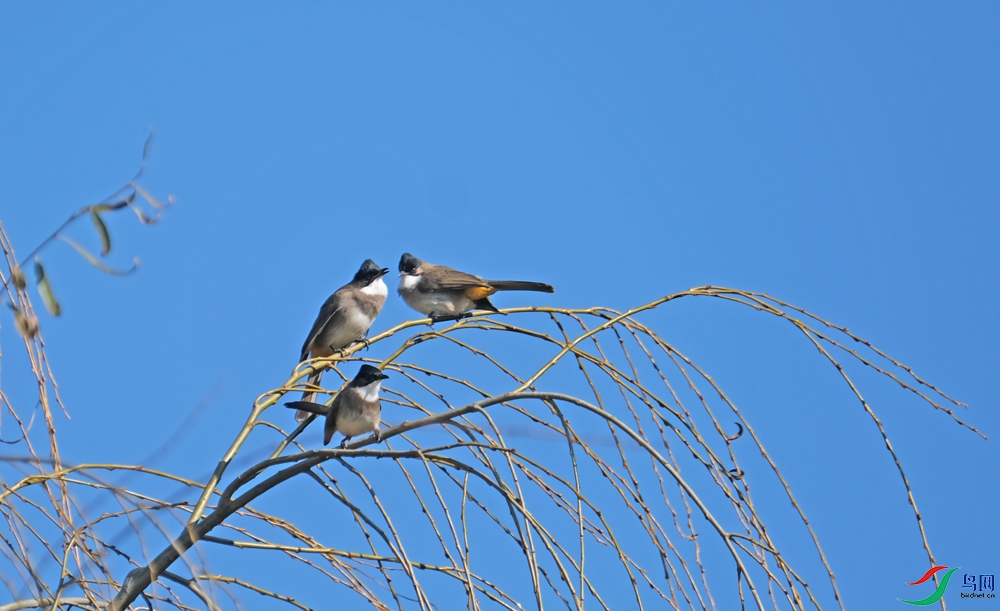 DSCF3711.1.jpg
