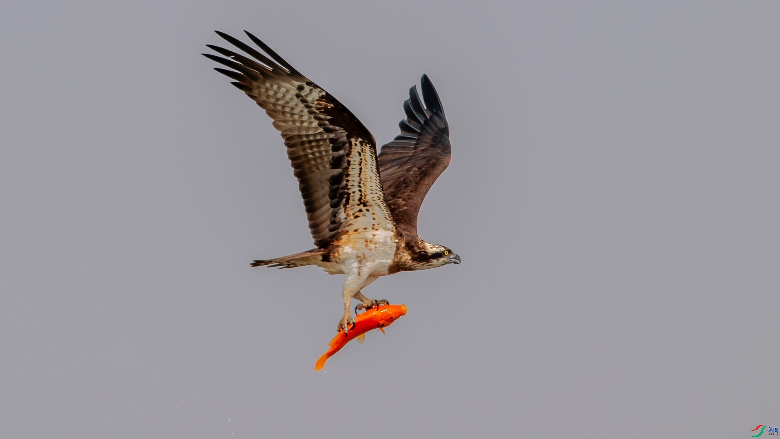 DSC_5910.jpg