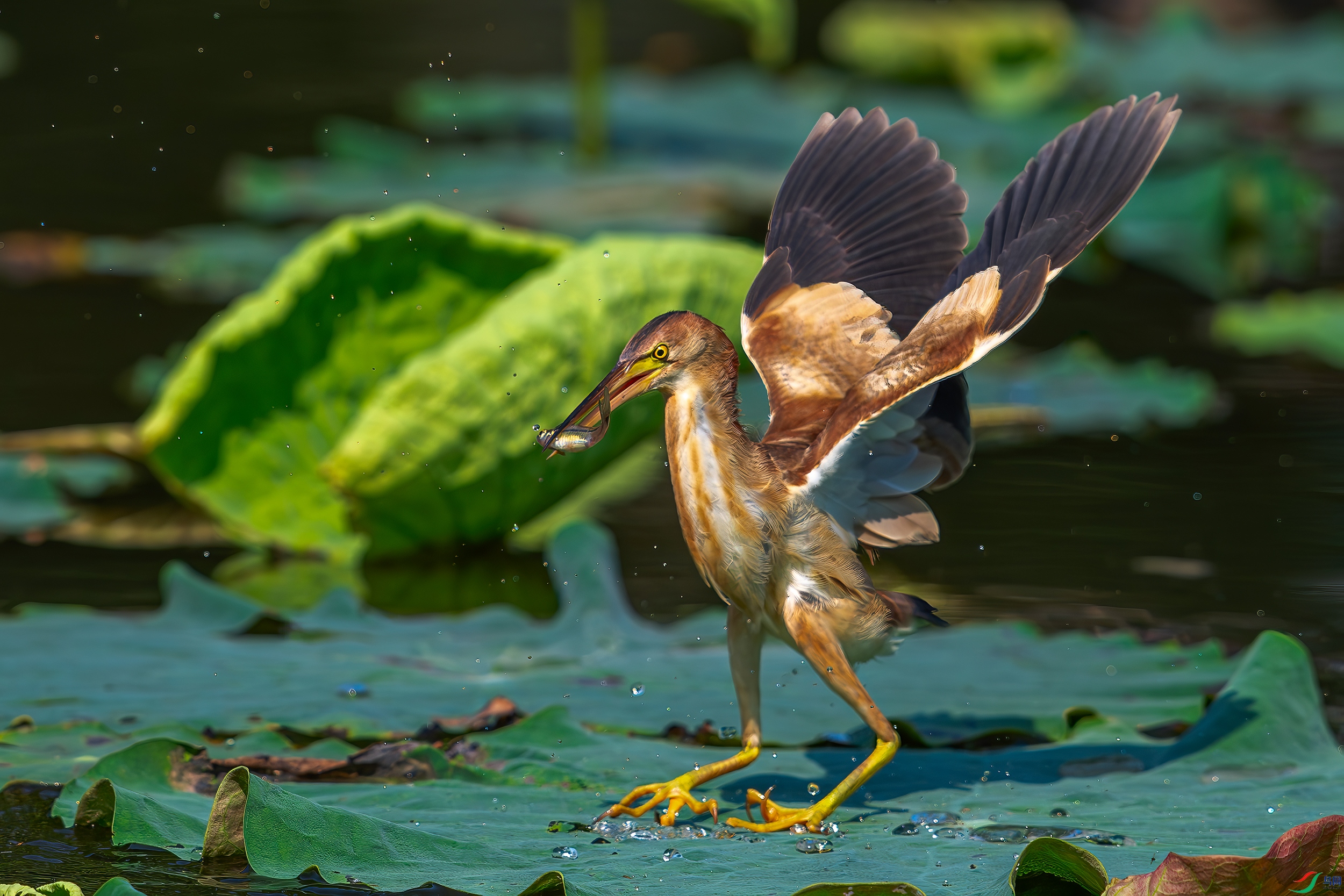 DSC_1037-AB.jpg