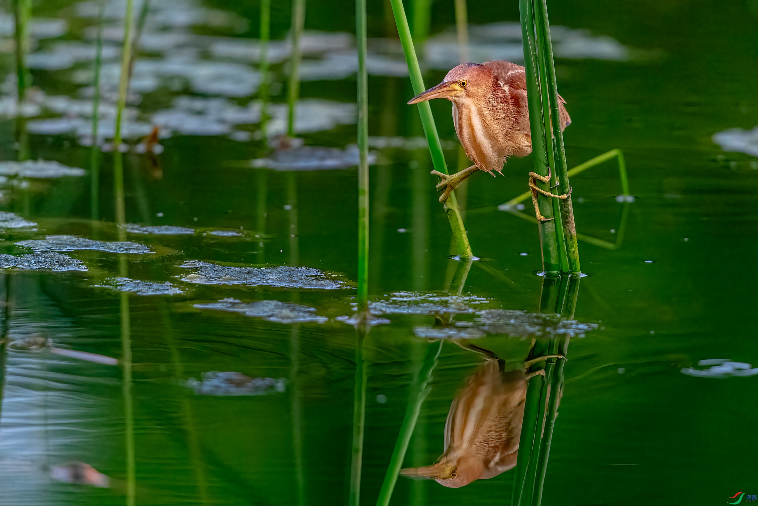 DSC_8482AB.jpg