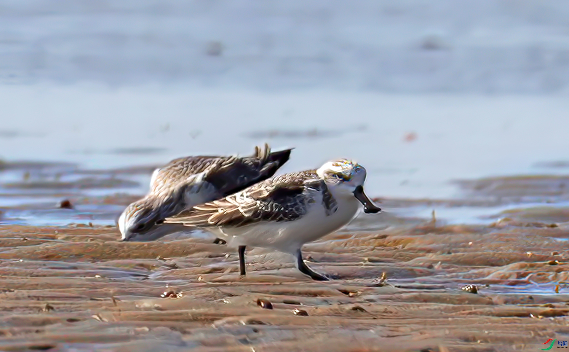 407A0064------3333  .jpg