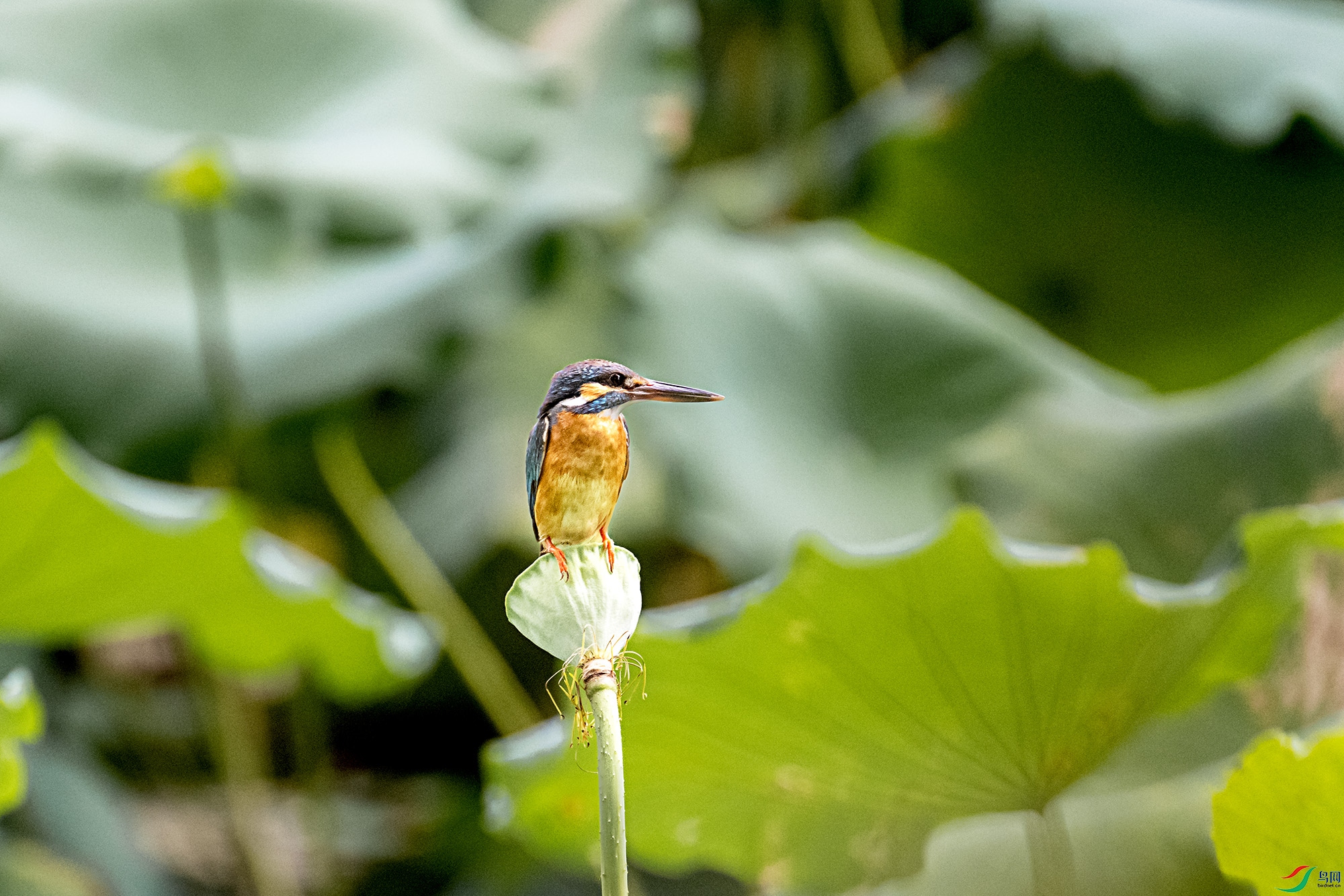 DSC_8433.jpg