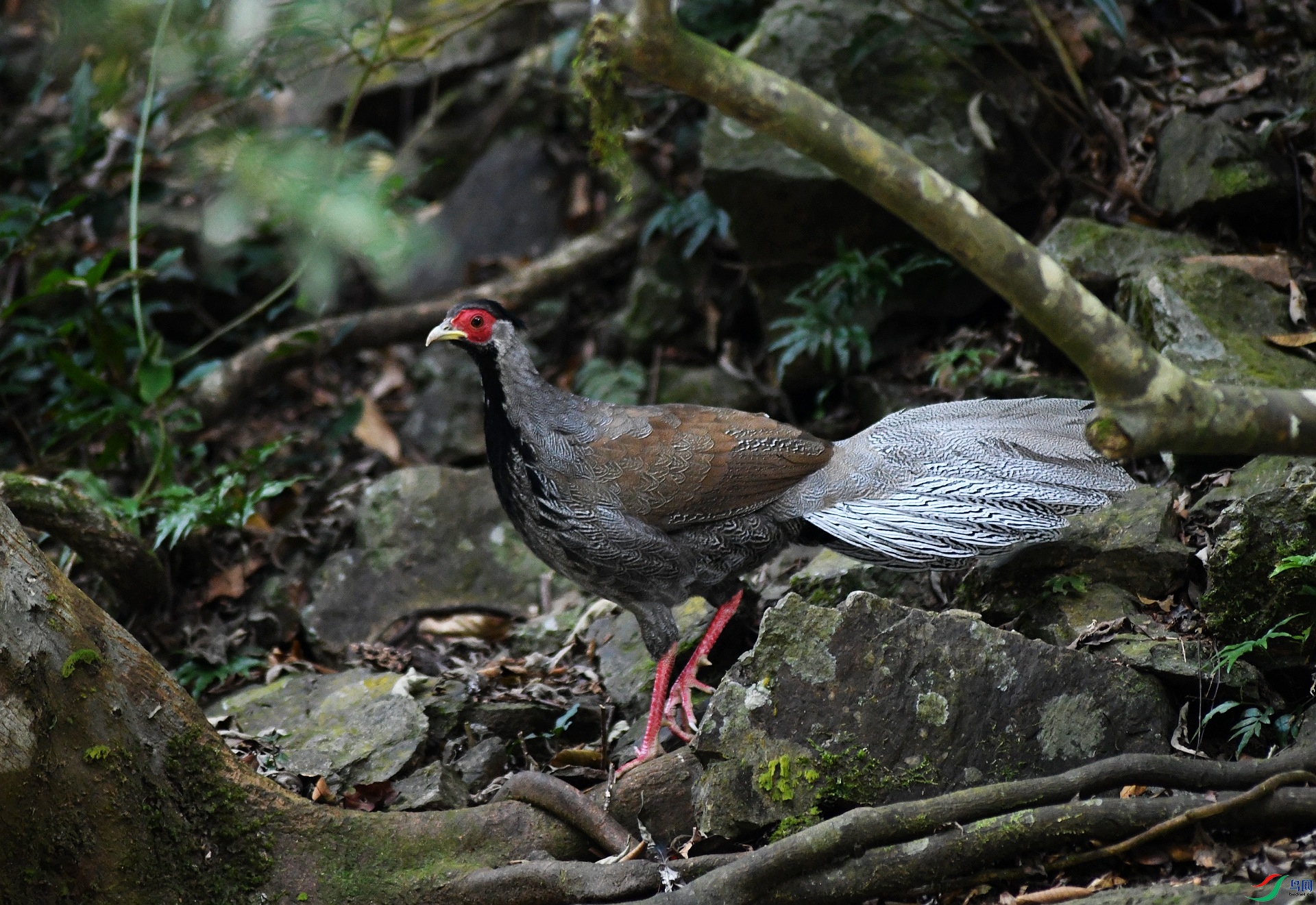 DSC_6312.jpg