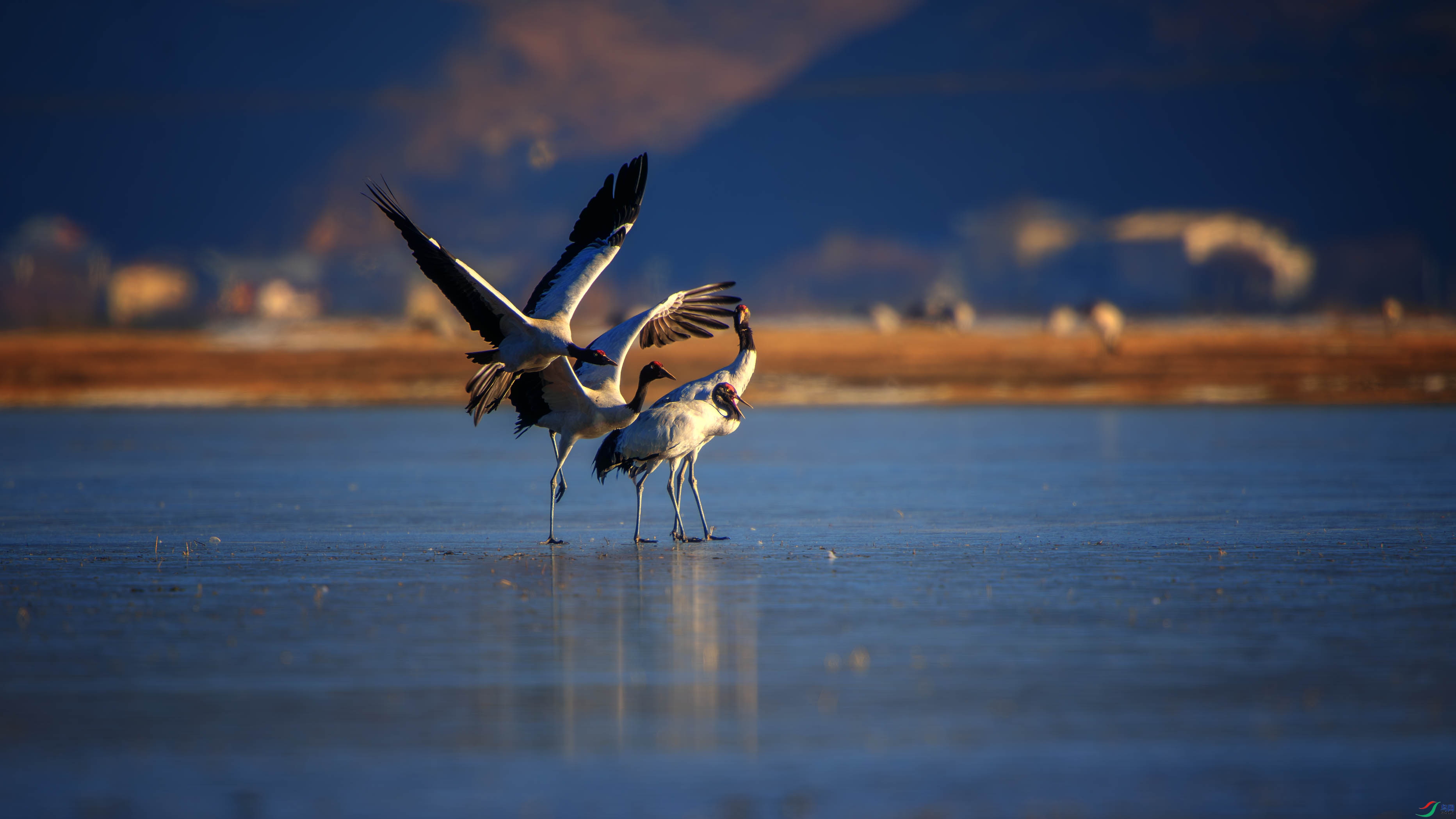 DSC_4652-����ǿ-NR ����1.jpg